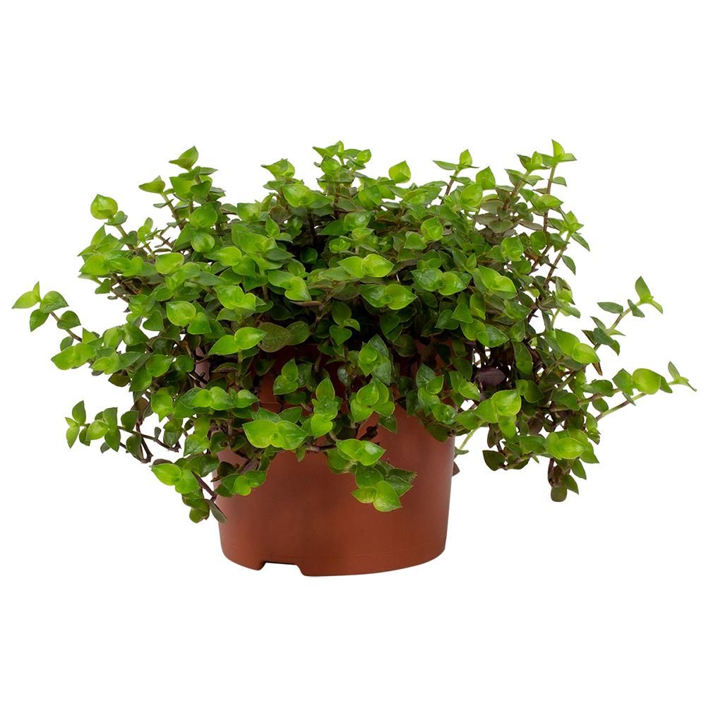 Callisia Turtle 12cm, D 12