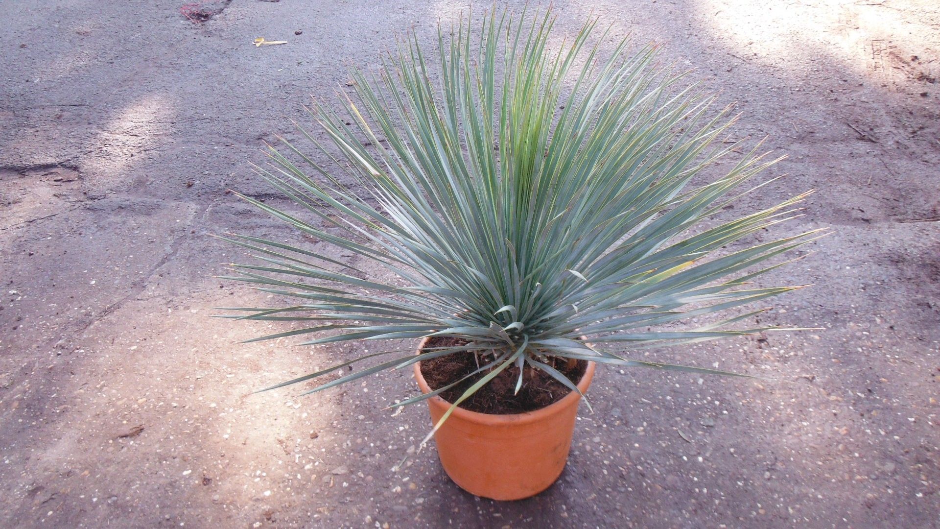 yucca rostrata, D 27