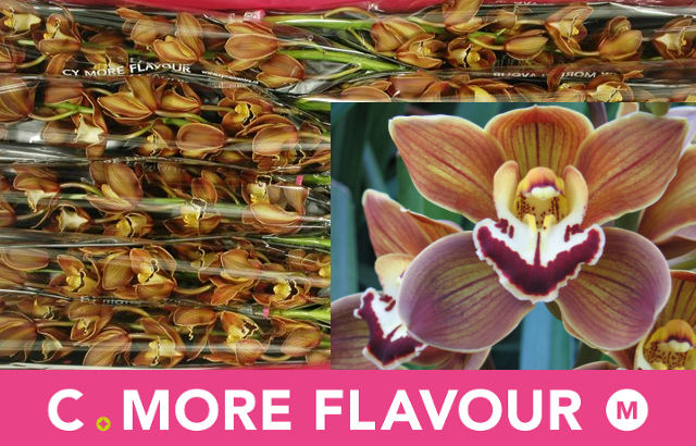 Цимбидиум мини Сирокко x10 60, шт.