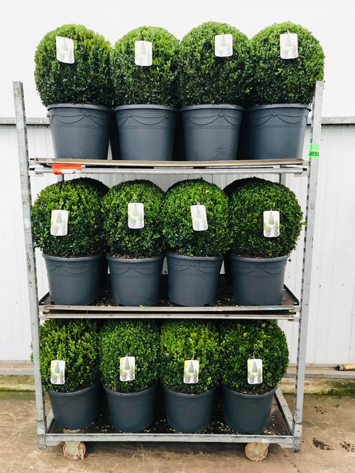 KAR: Buxus semp Bol 40-45 cm c12/p30, D 30