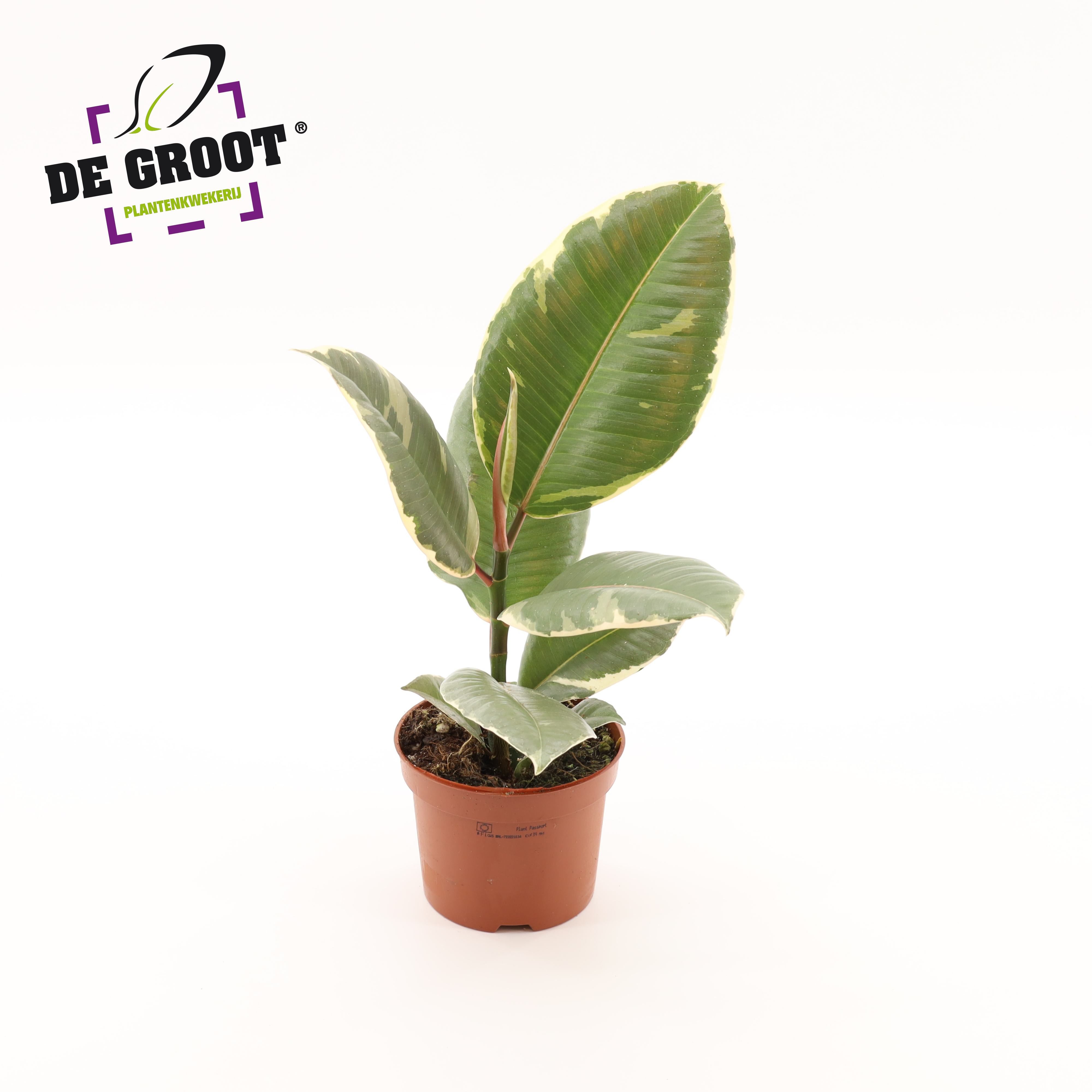Ficus elastica 'Tineke', D 12
