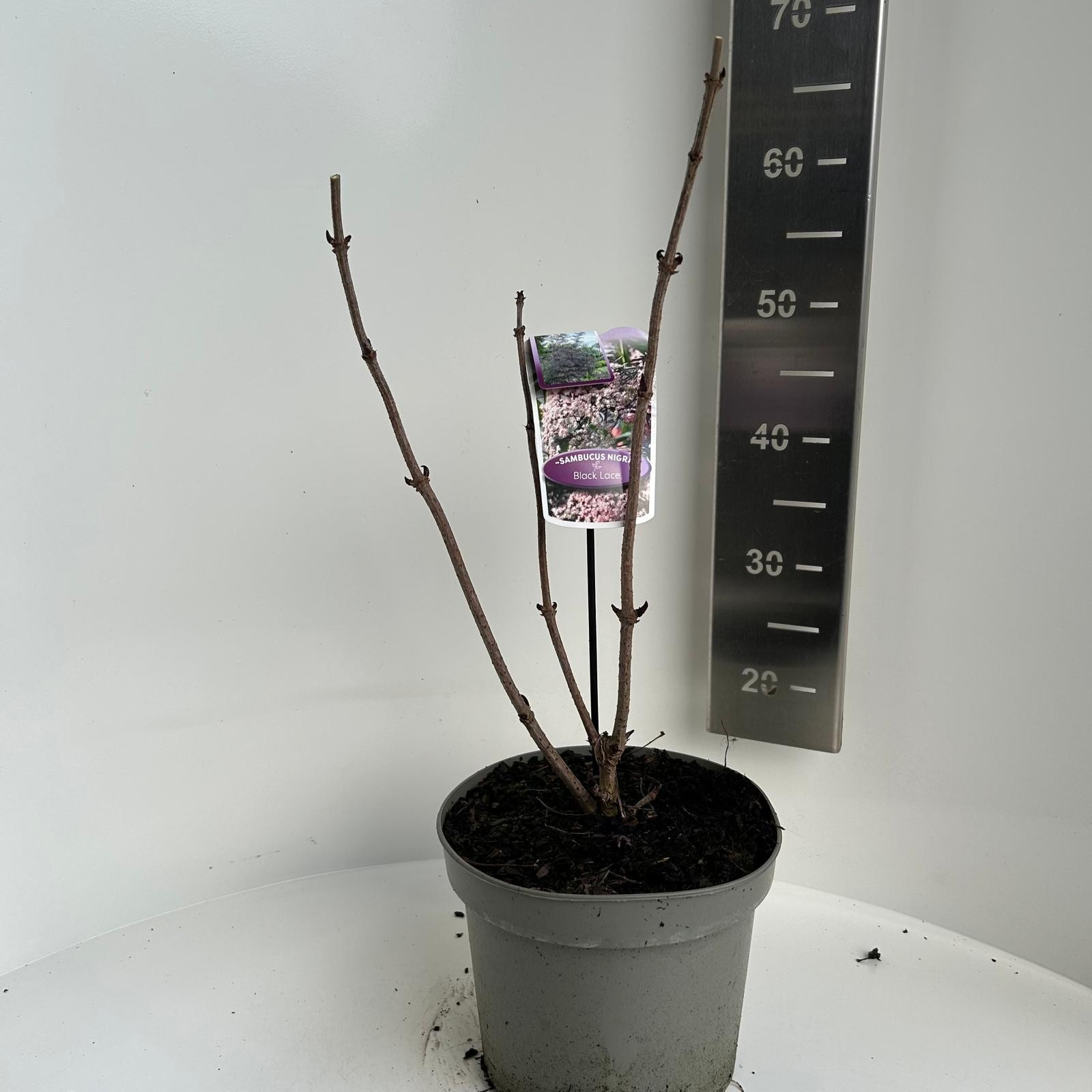 Sambucus nigra Black Lace, D 23