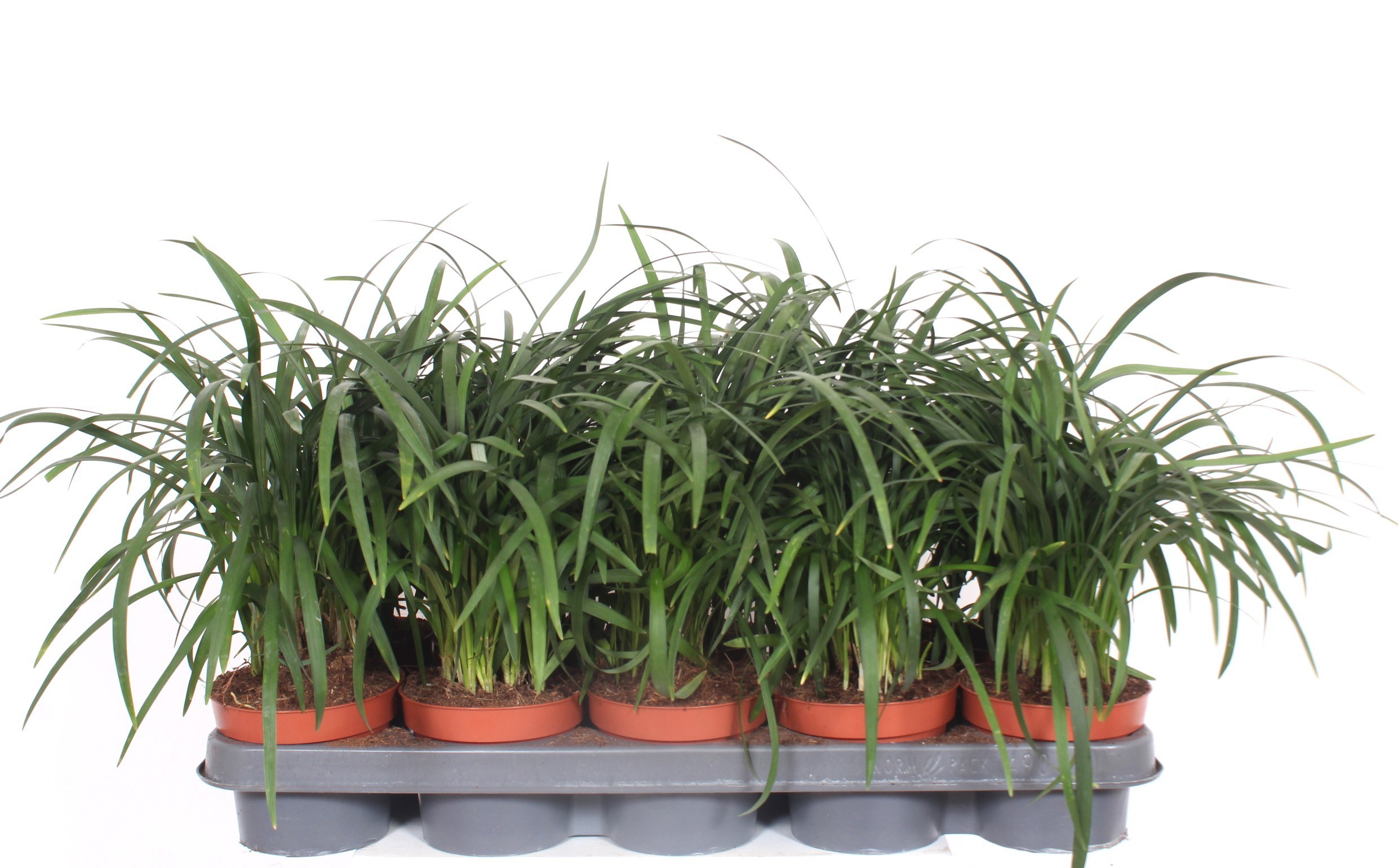 Liriope spicata, D 12