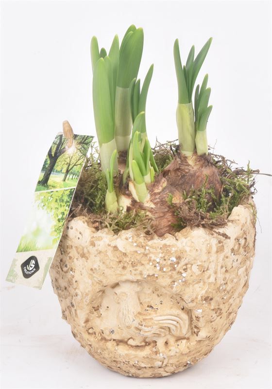 Cement ei kip decor 11cm, D 11