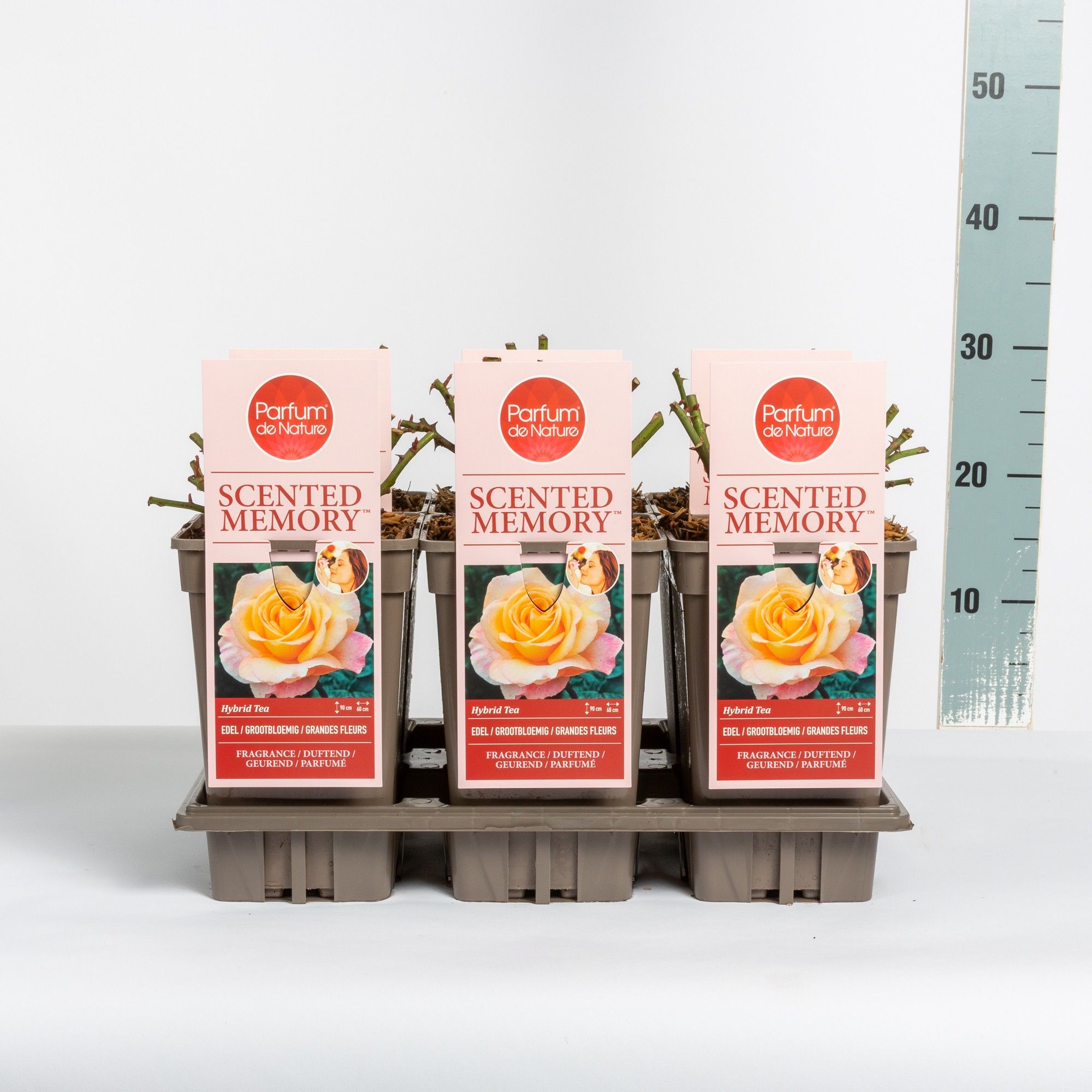 Rosa Scented Memory ® 'Parfum de Nature', C3, D 17