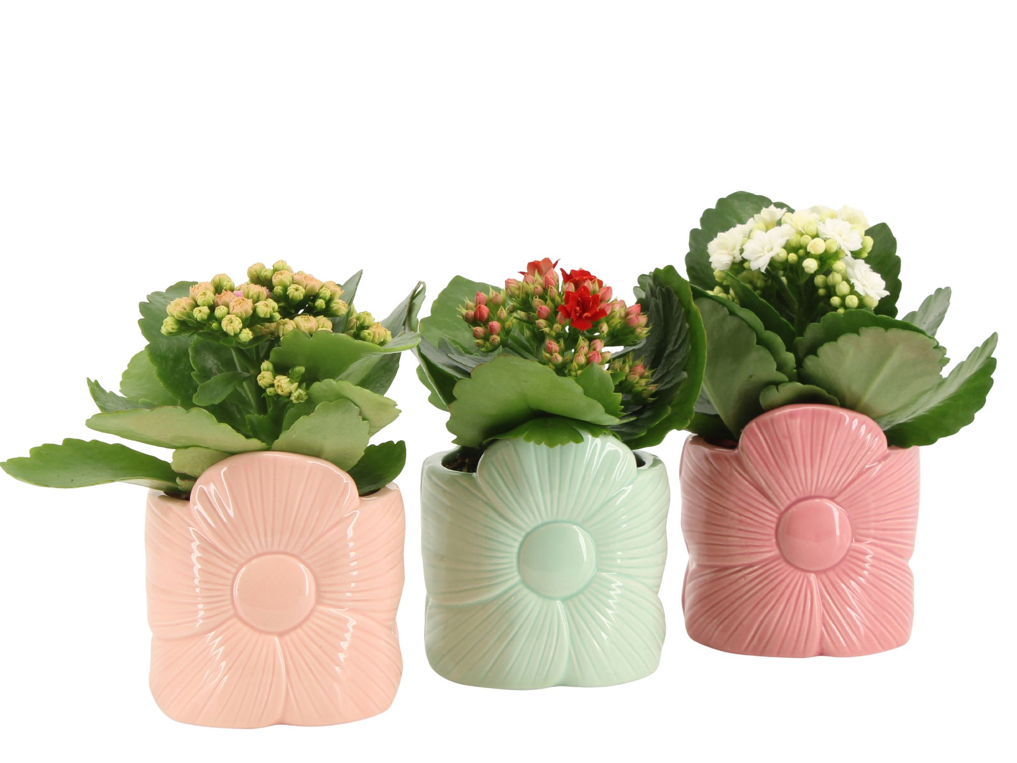 2501173: Solutionss Lovess, D 7