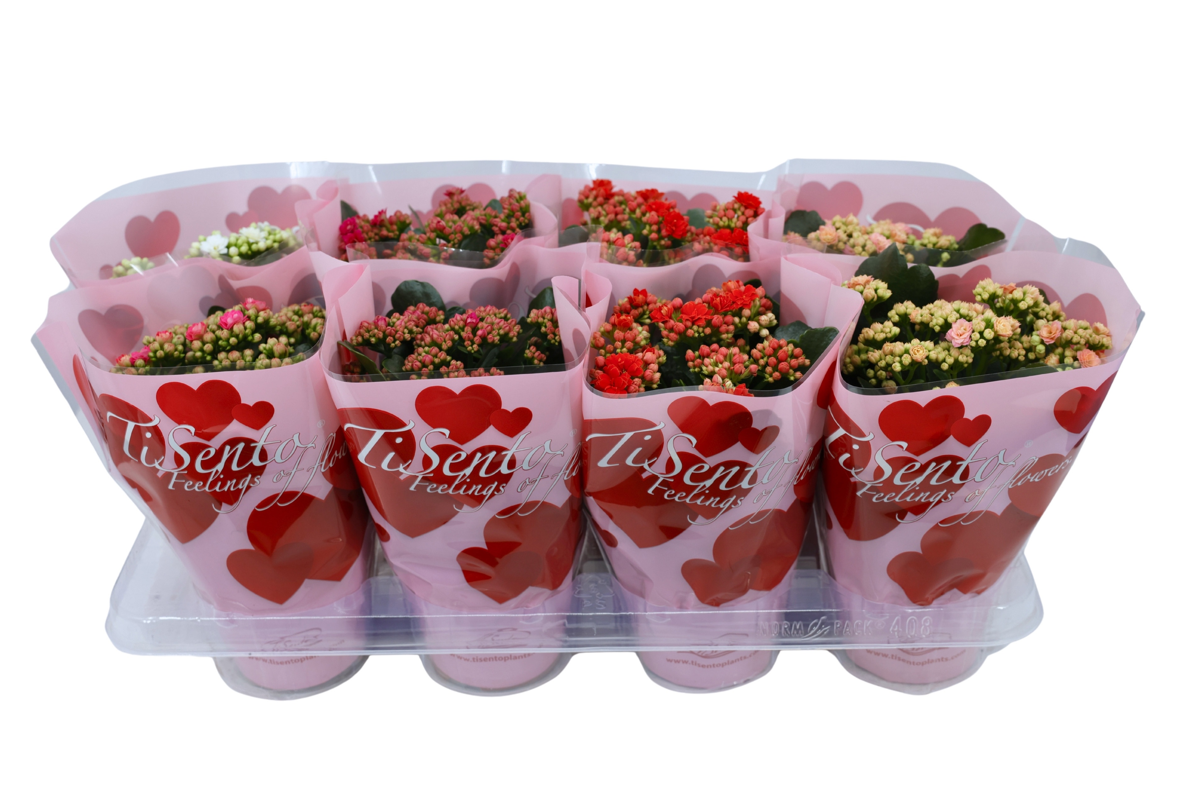 Calandiva 12 cm - Valentijn love, D 12