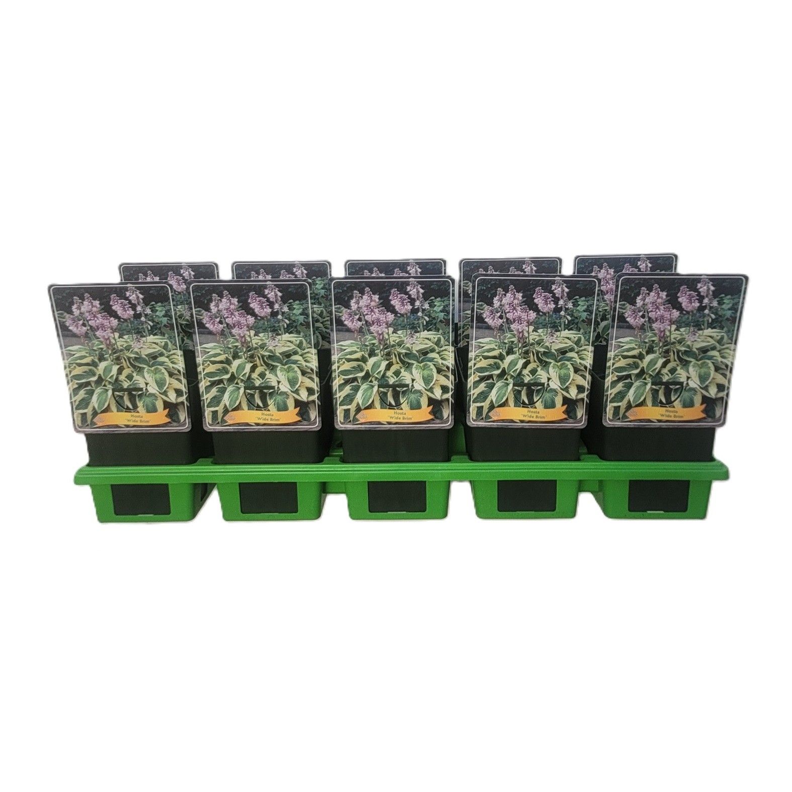 Hosta 'Wide Brim' P11, D 11