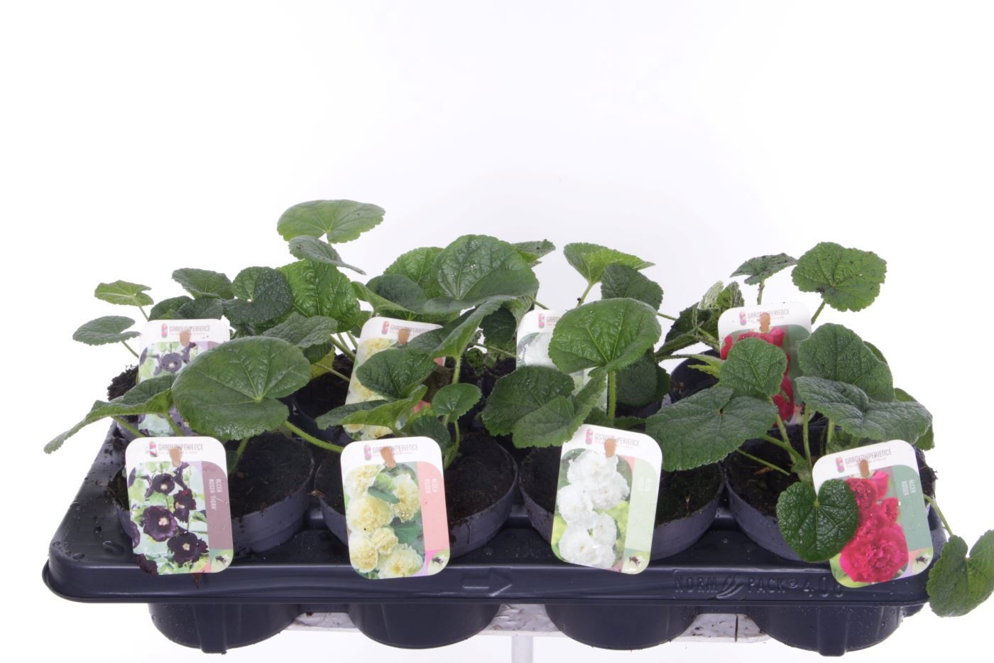 Alcea rosea Chart. Double Mix, D 13