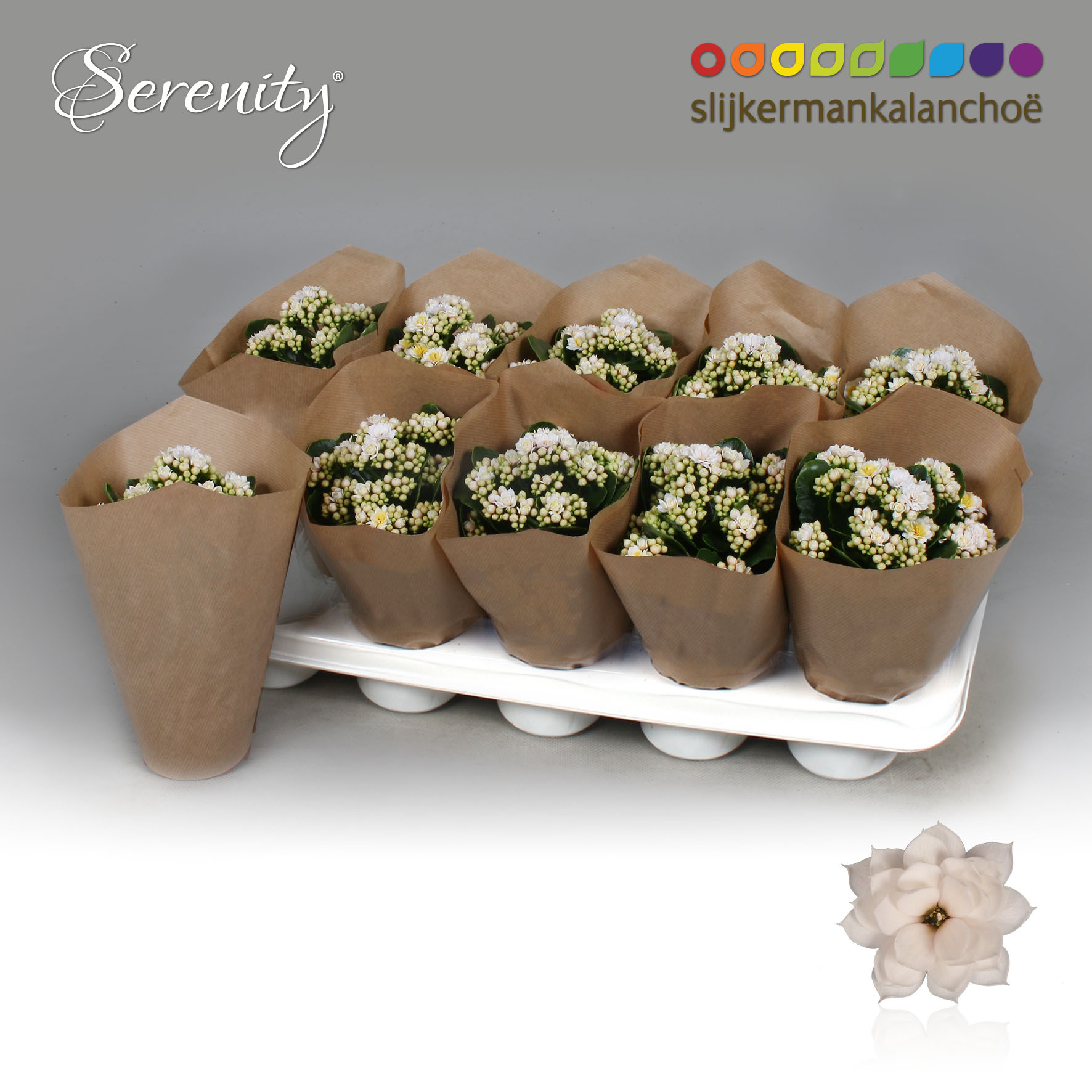 Kalanchoe Papersleeve - Serenity Silk, D 10,5