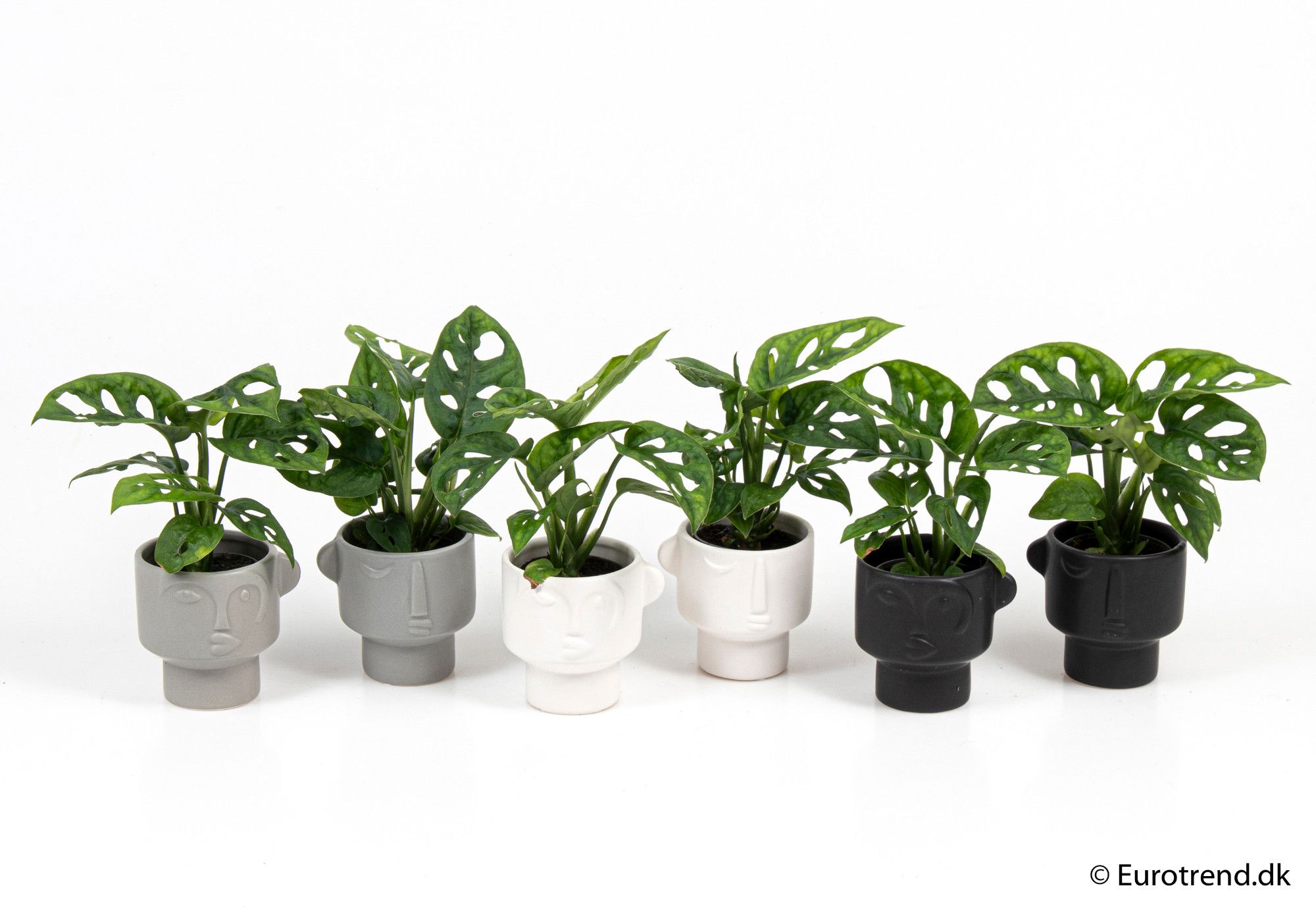 Philodendron adansonii in ceramic - New Look 2025, D 6