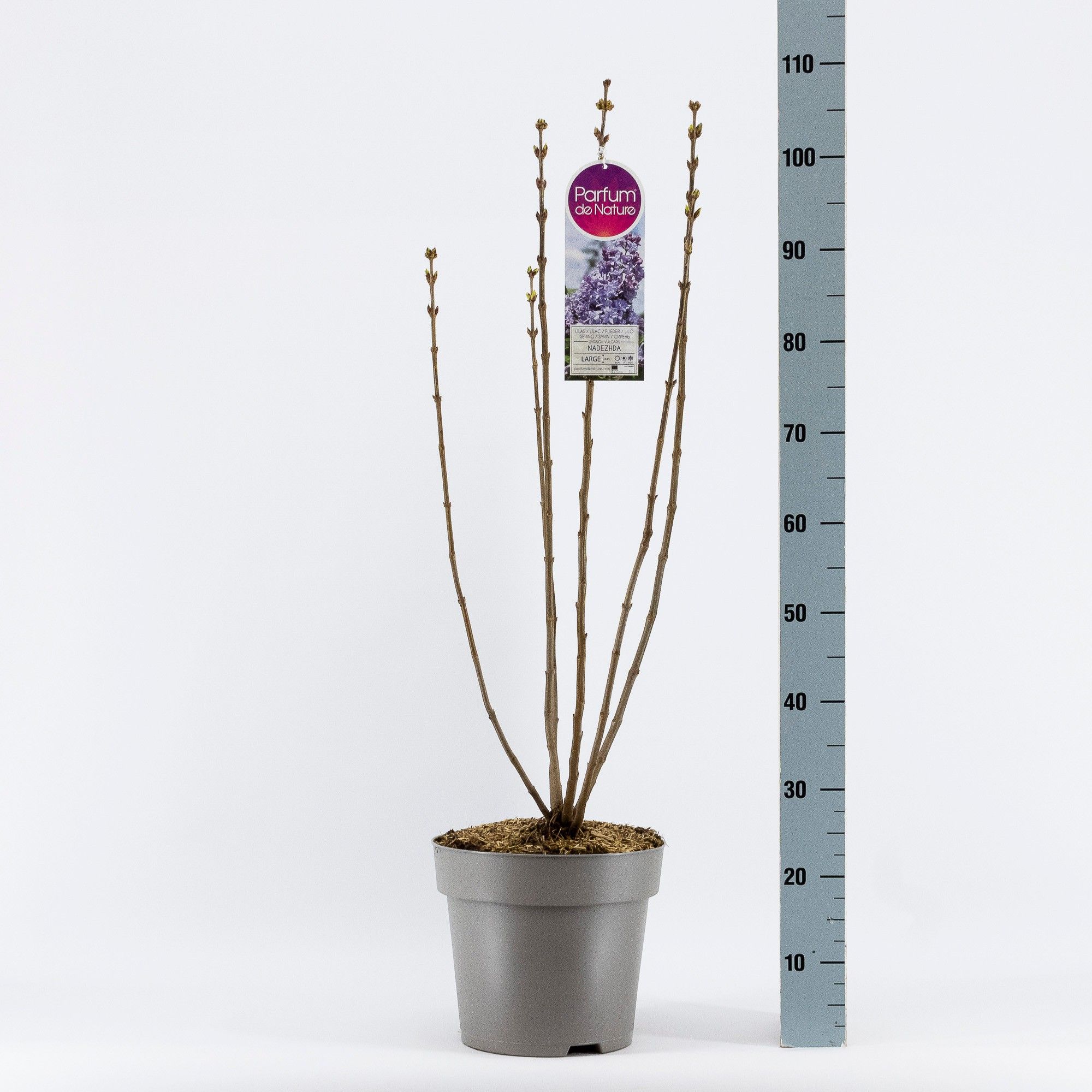 Syringa vul. Nadezhda, 2-jarig, C10 Solitair, D 27