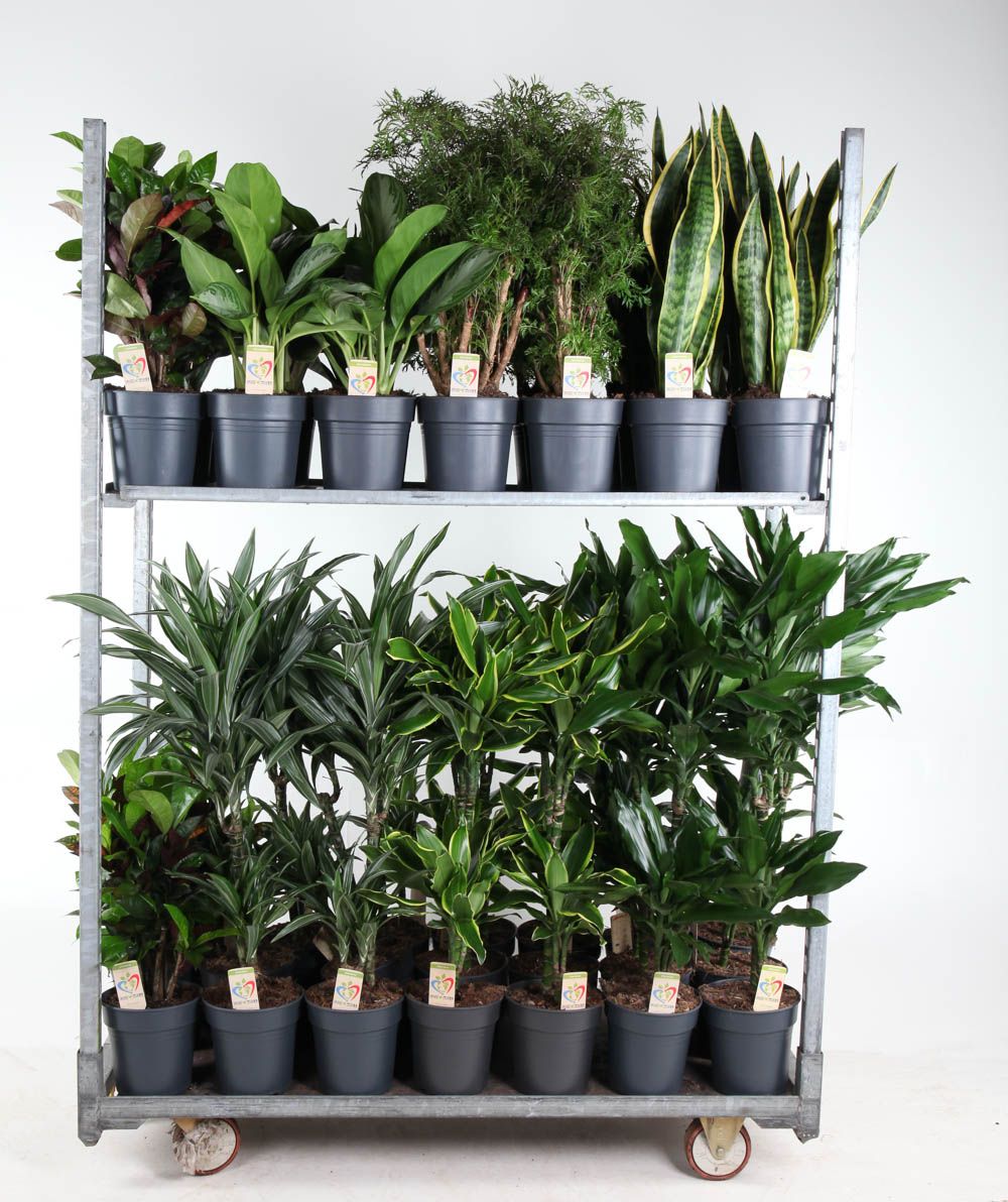 Mix toef+vertakt p19, D 19