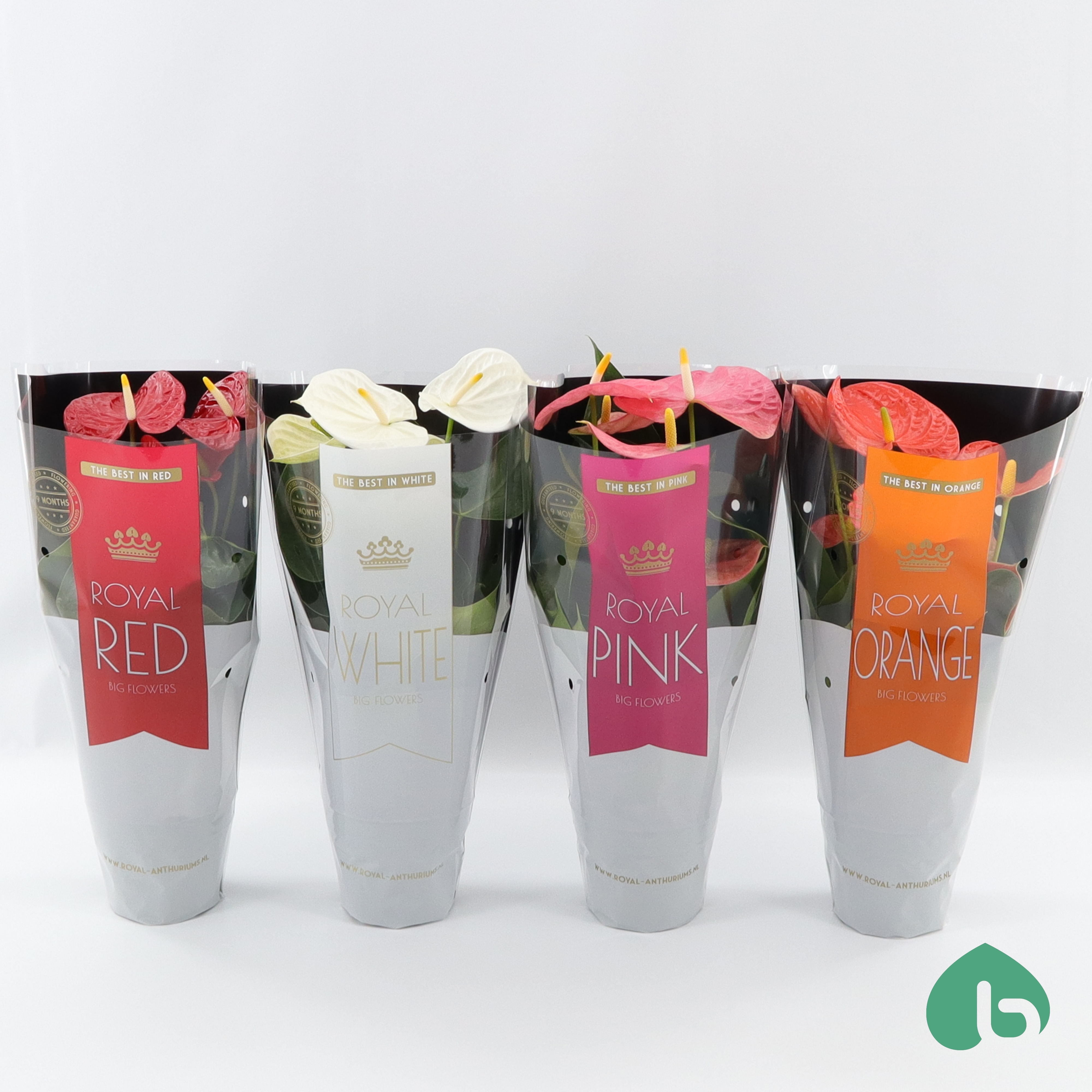 Anthurium Royal Mix ''Big Flowers'' 3/4 Colors, D 14