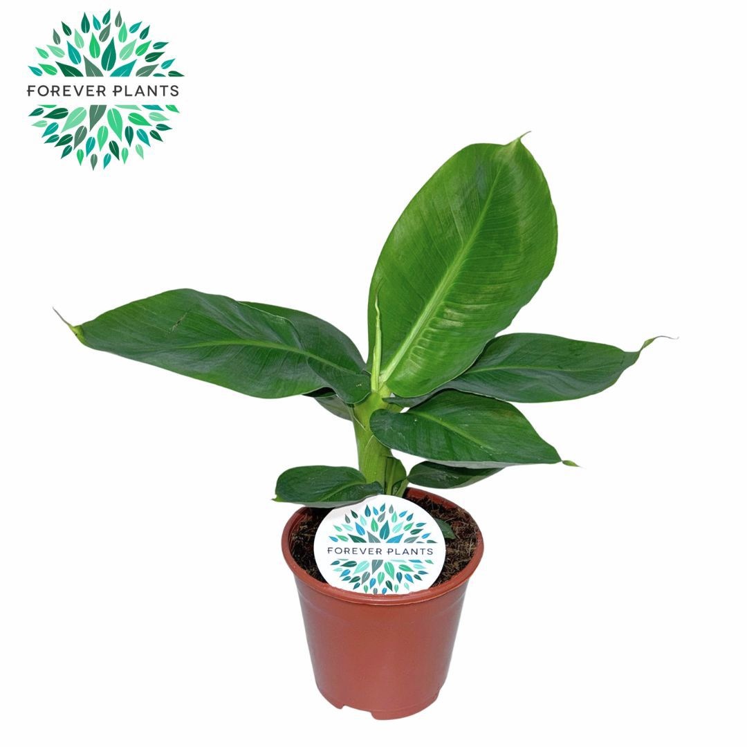 Musa Oriental Dwarf p14, D 14