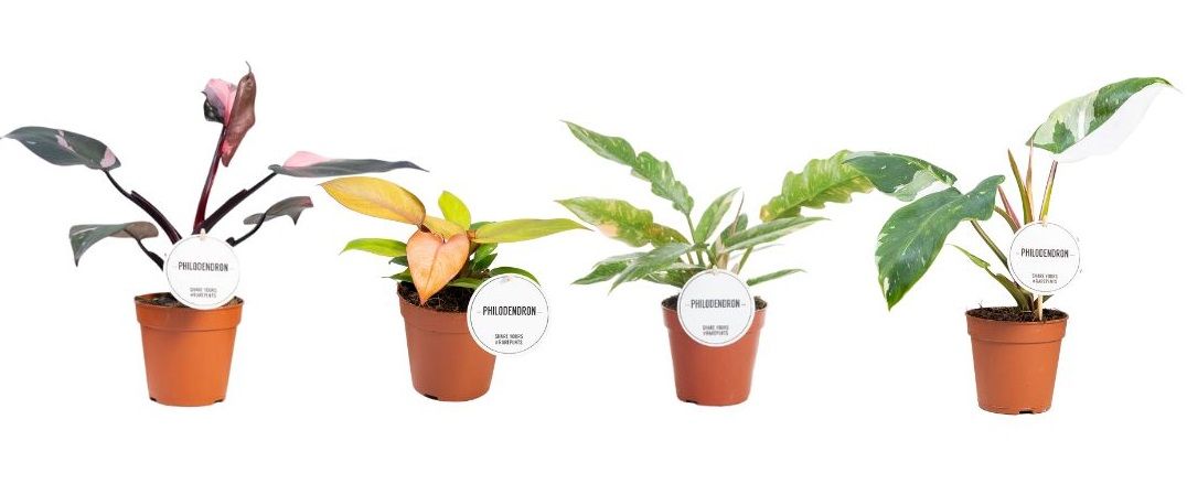 Philodendron Princess Mix, D 12