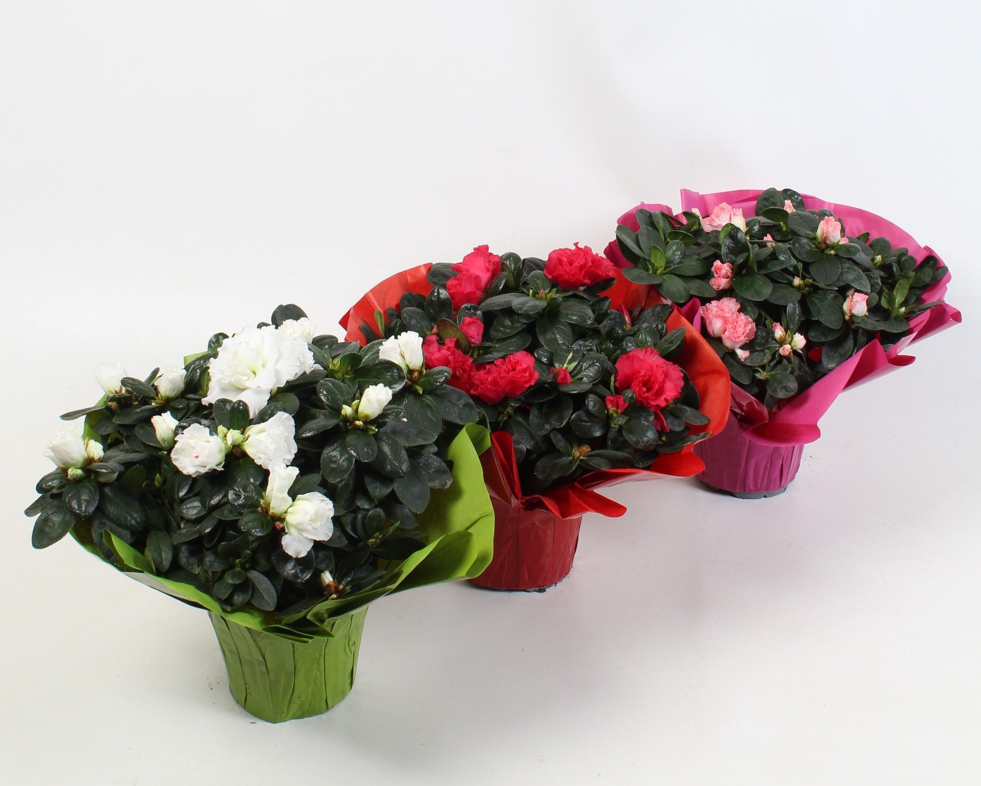 Azalea mix in Rondella hoes., D 13