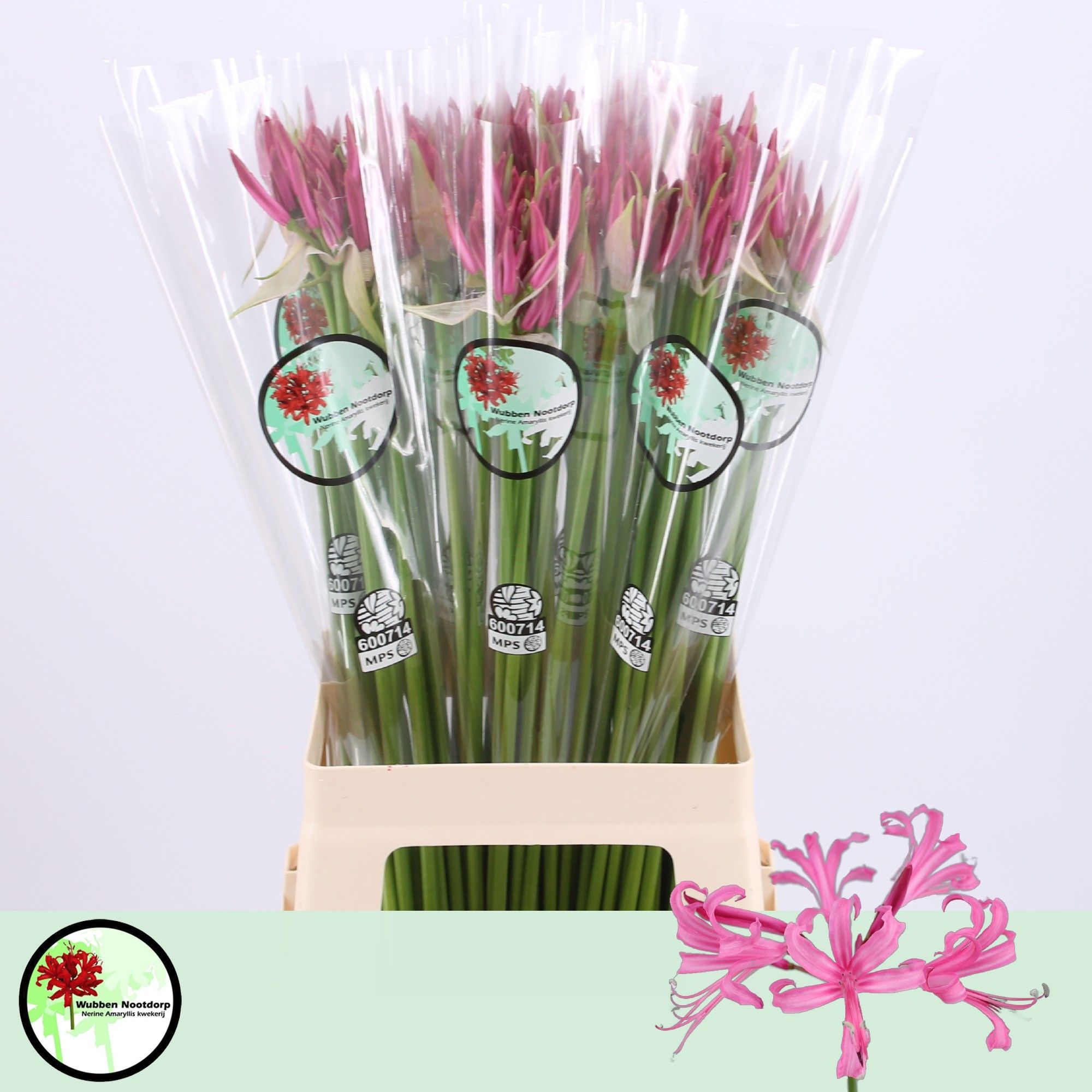 Нерине Фэйворит 70, шт.