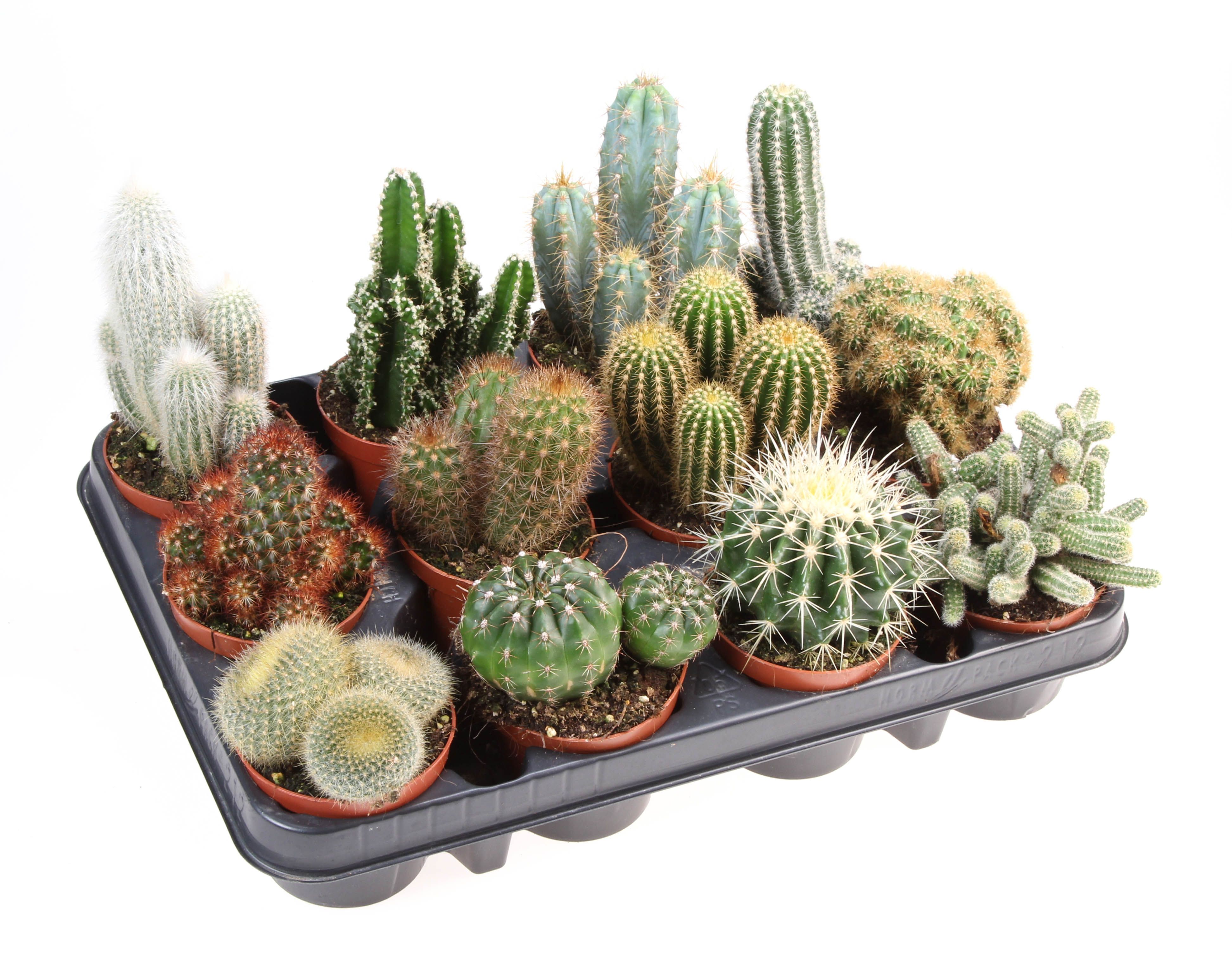 Cactus mix, D 8,5
