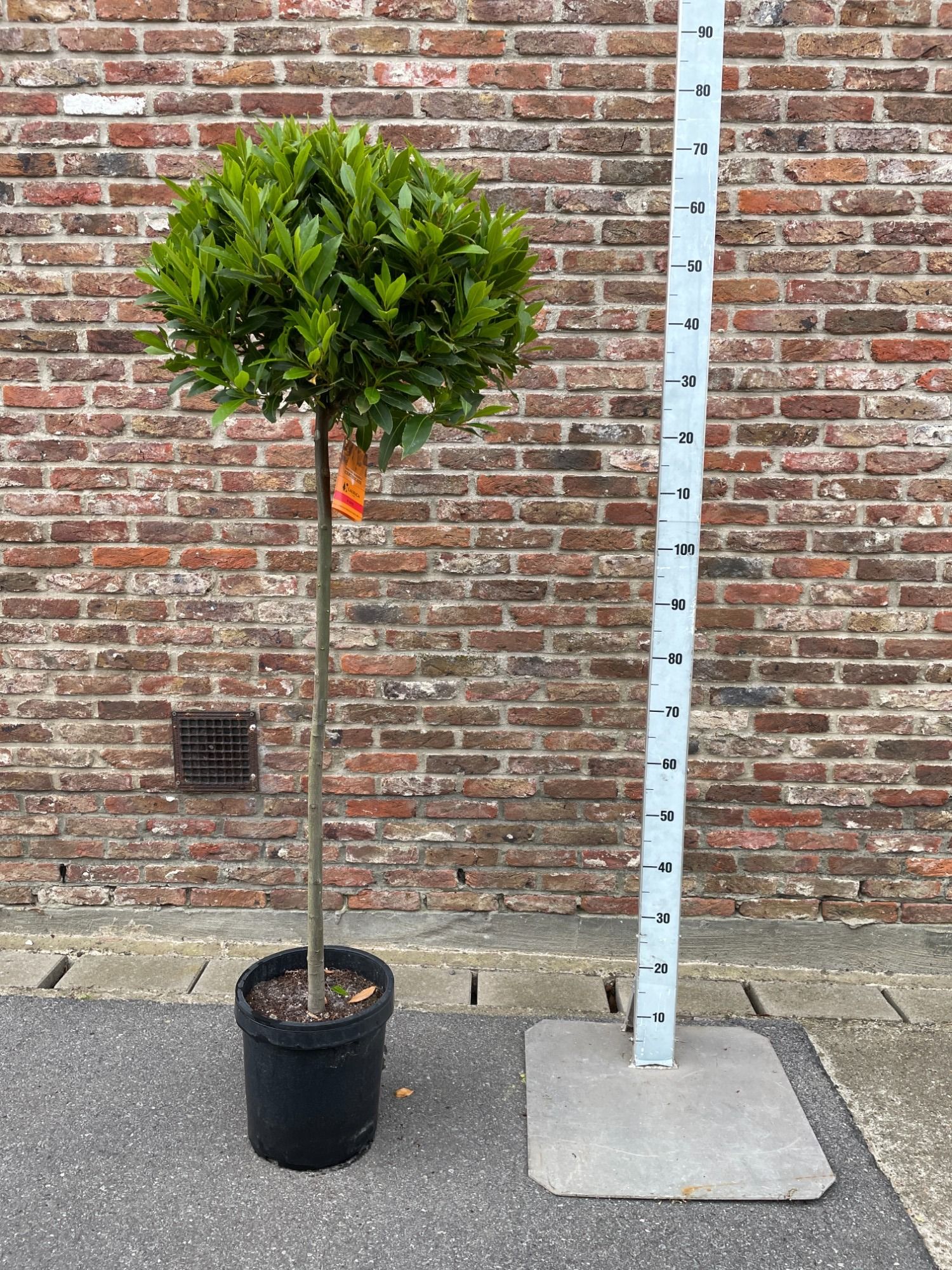 LAURUS NOBILIS BOL OP 4/4 STAM 50/55 P 25, D 25