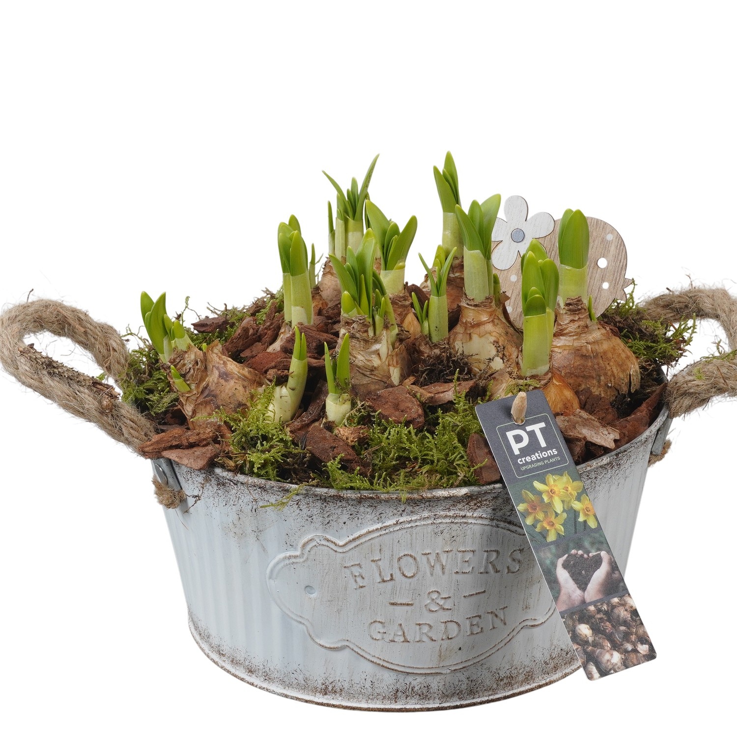 PTN8580 Arrangement Narcissus in zink pot, D 22