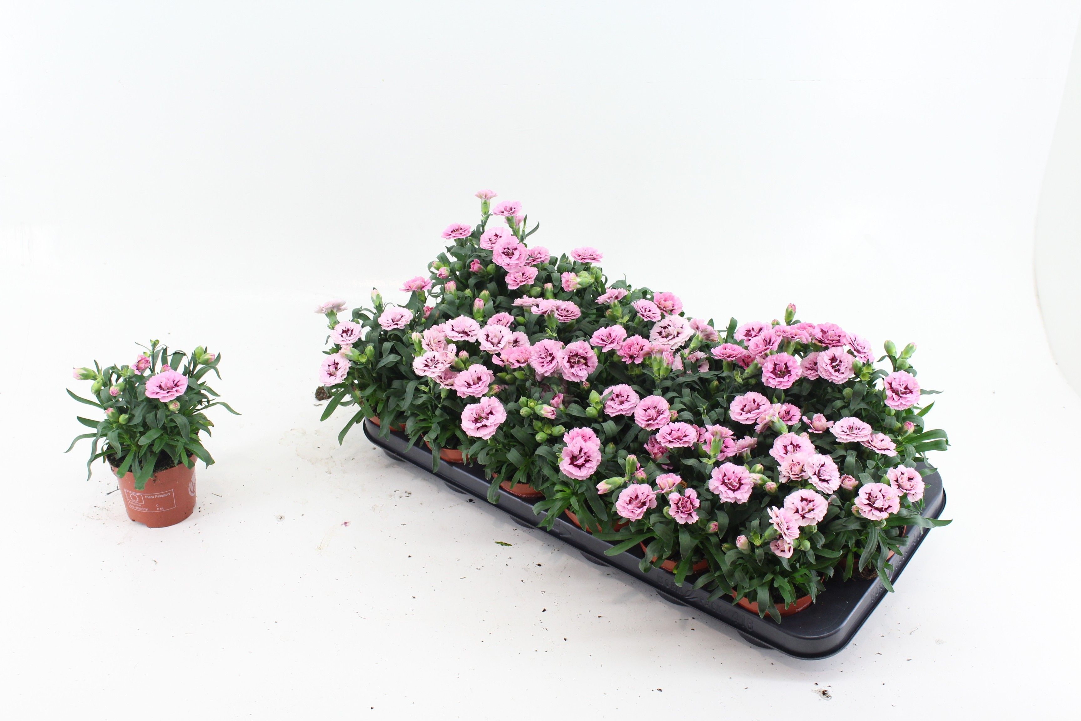 Dianthus Purple Star, D 9