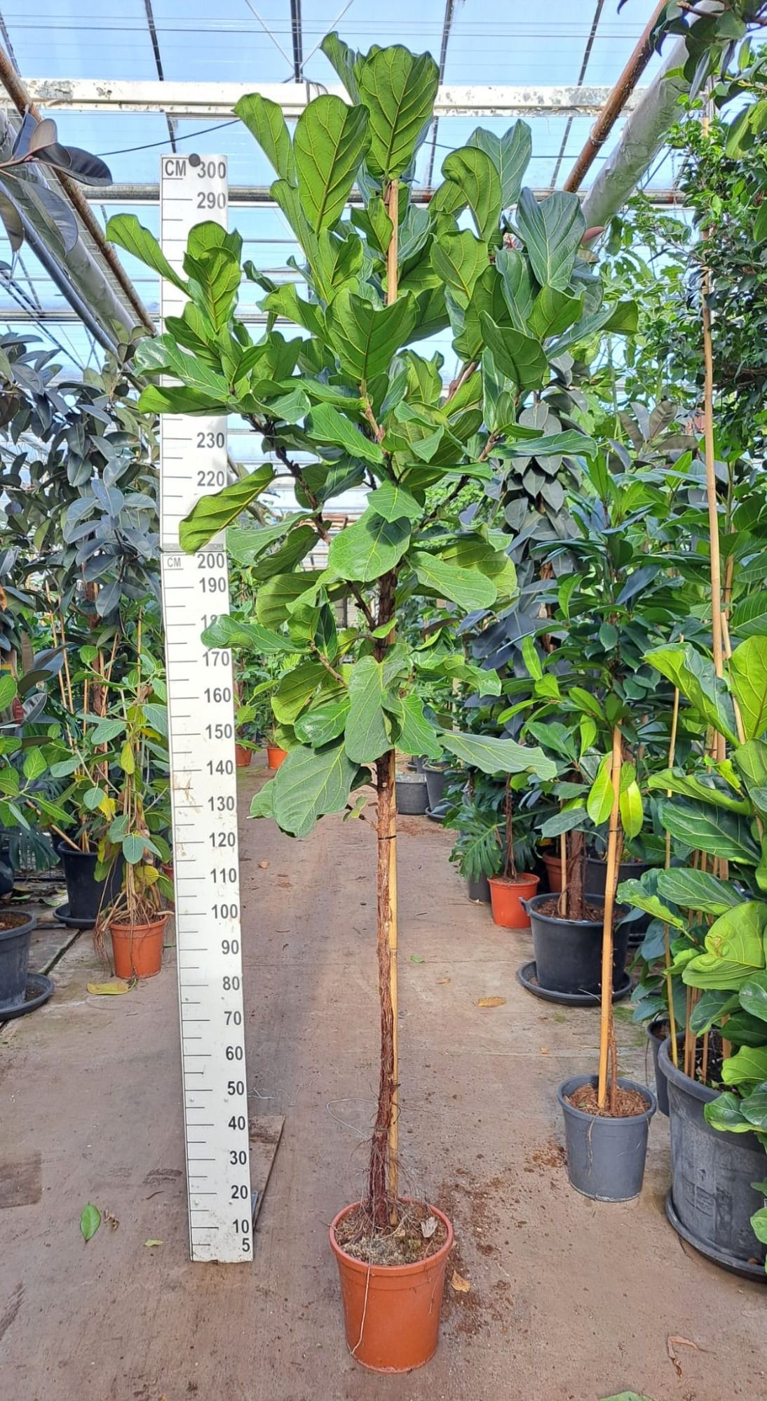 Ficus Lyrata stam 280, D 30