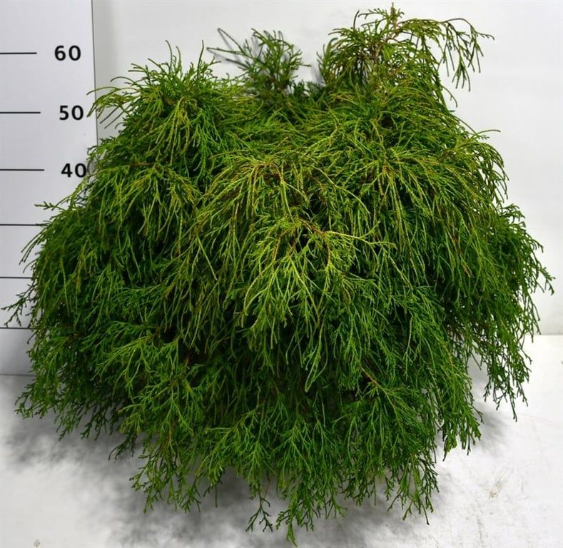 Chamaecyparis p. 'Filifera Nana', D 32