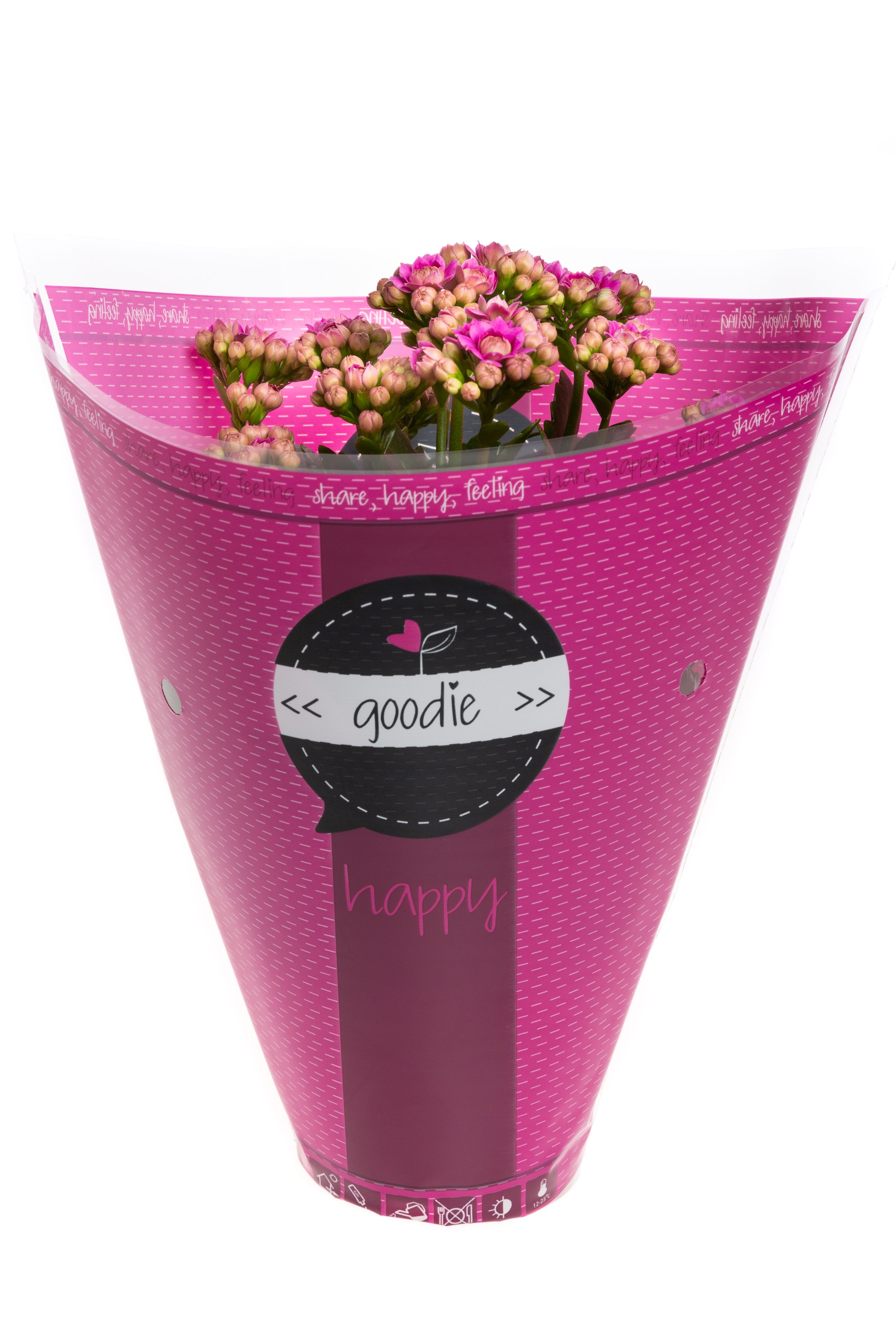 Kalanchoe dbl. Goodie Purple, D 10,5