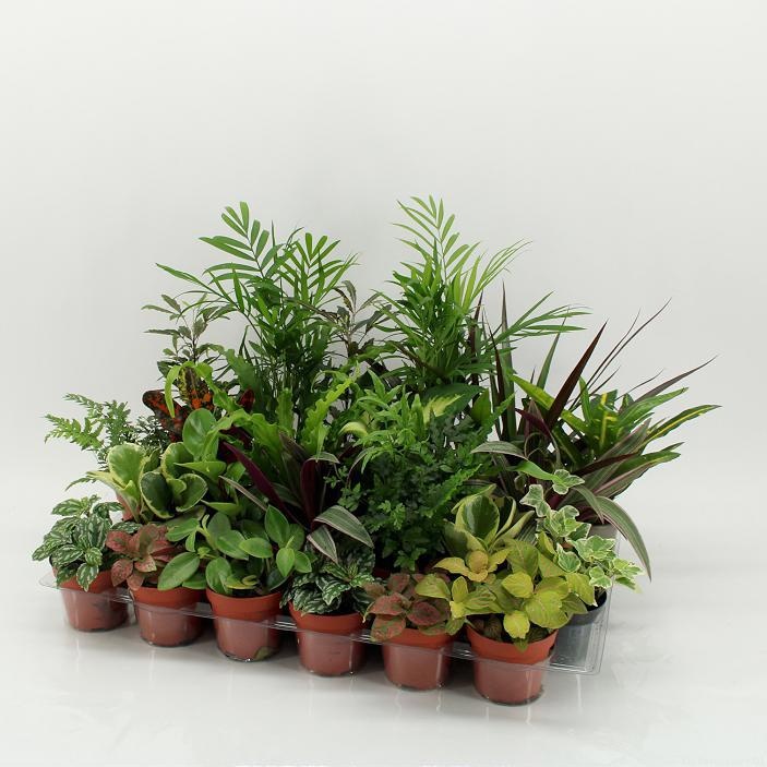 Z-24 Mixplanten zonder showdoos, D 9