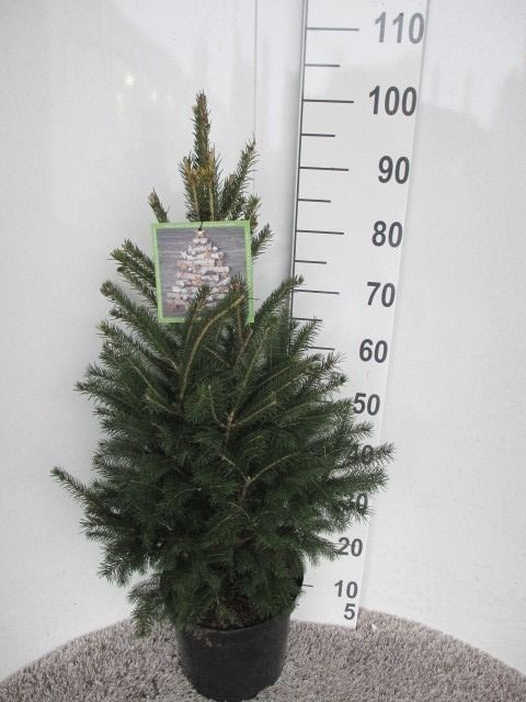 Picea glauca Super Green 80-90 cm P26, D 26