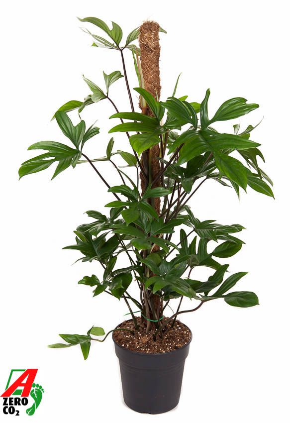 Philodendron Pedatum mosstok P21 (NO GAP), D 21