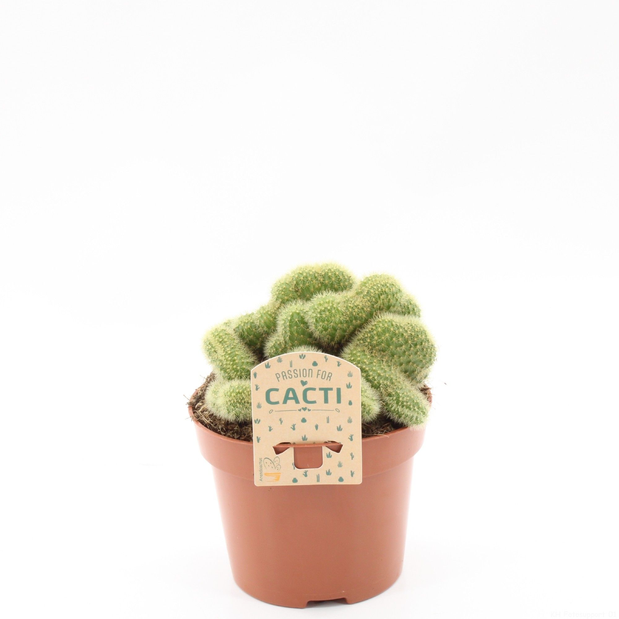 Cleistocactus winteri cristata, D 12