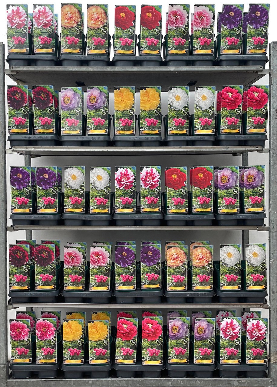 Paeonia suffruticosa Mix CC P12 - 1 tak, D 14