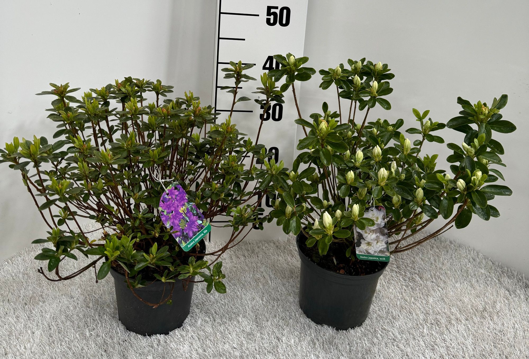 Rhododendron obtusum i.S., D 17