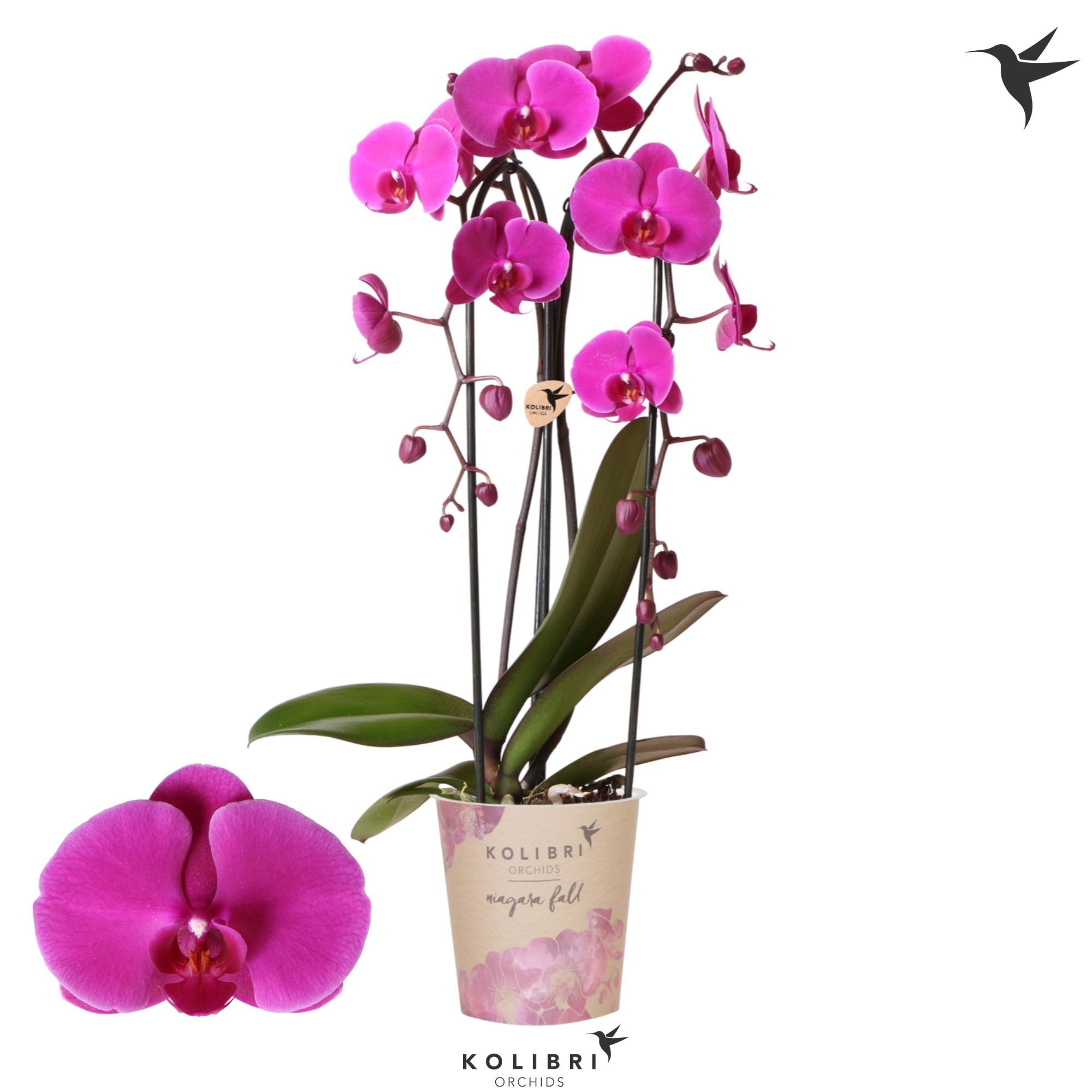 Kolibri Orchids Phalaenopsis Cascade Niagara Fall Free Ride 2 spike, D 12
