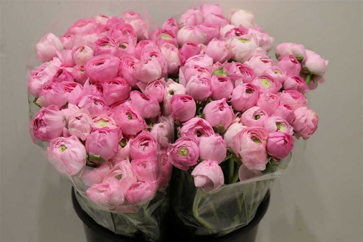 Ранункулус Элегагс Пастель Пинк 45, шт.