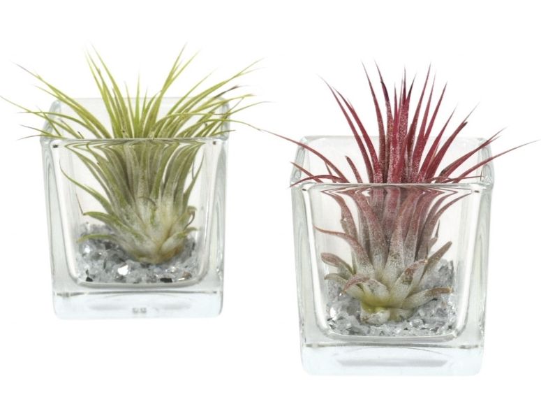 Tillandsia vierkant small, D 6