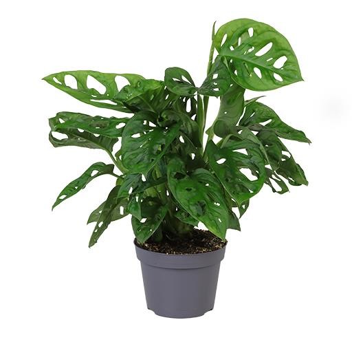 MONSTERA OBLIQUA, D 12