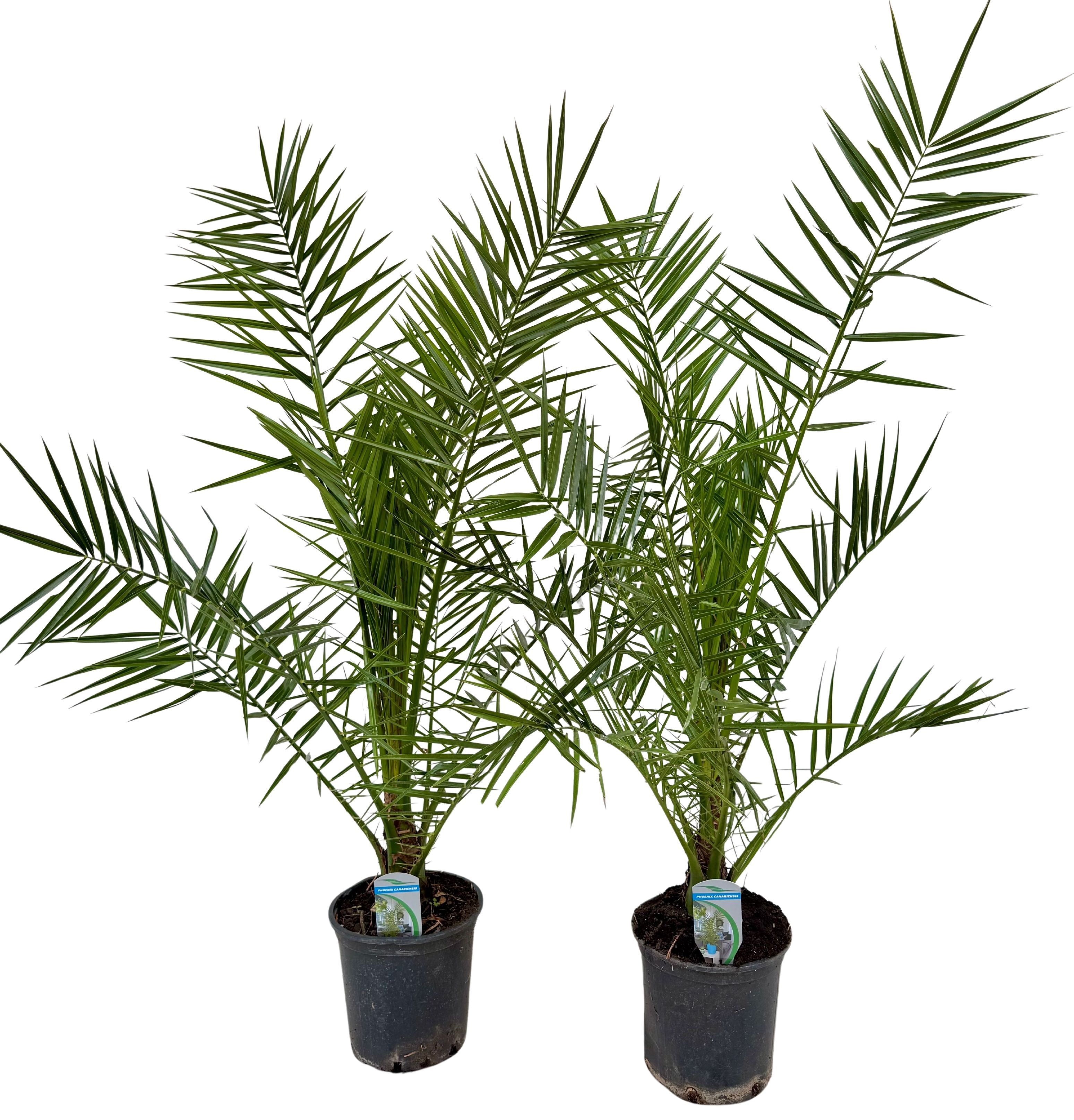 Phoenix canariensis P18 IT, D 18