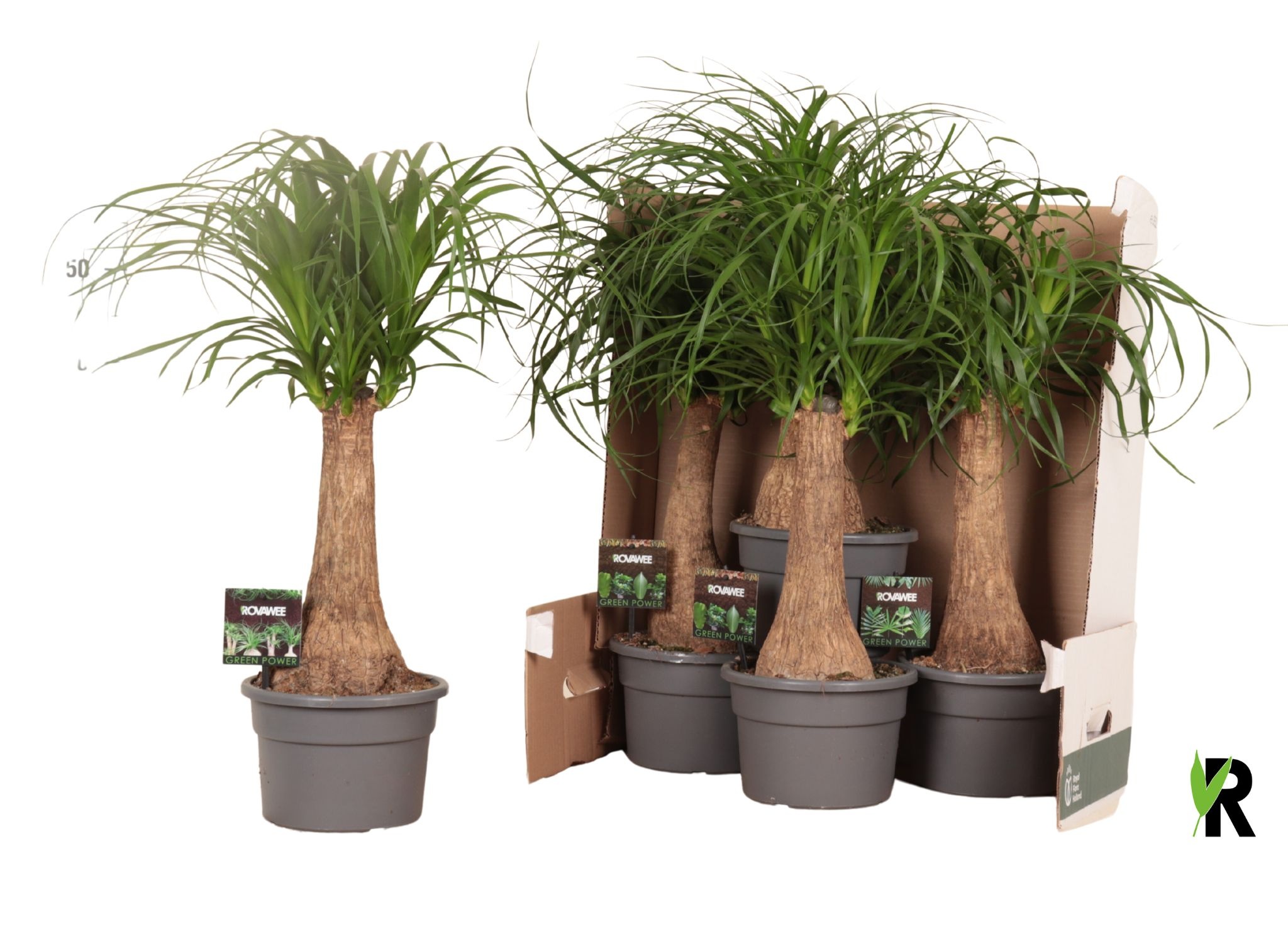 Beaucarnea rec. rechte stam in fust 352, D 19