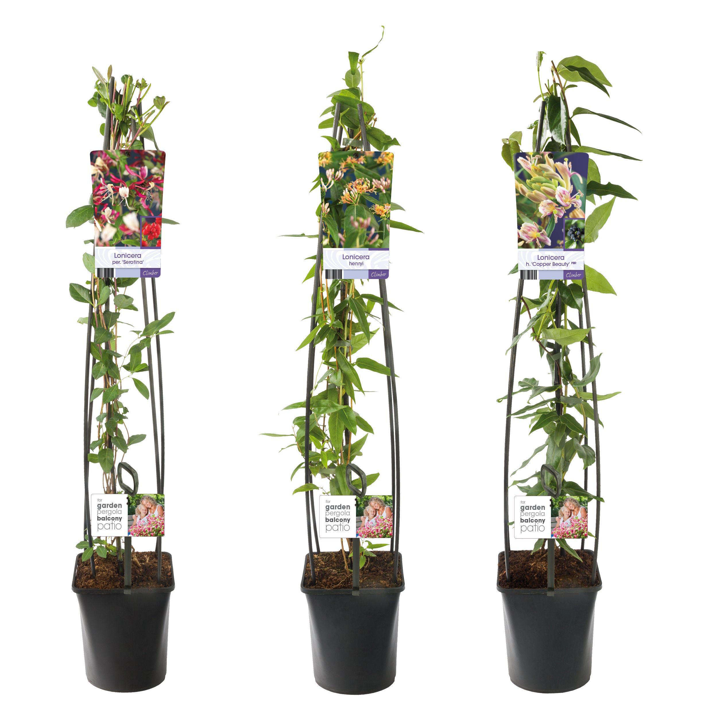 Mixtray Lonicera +light label, D 23