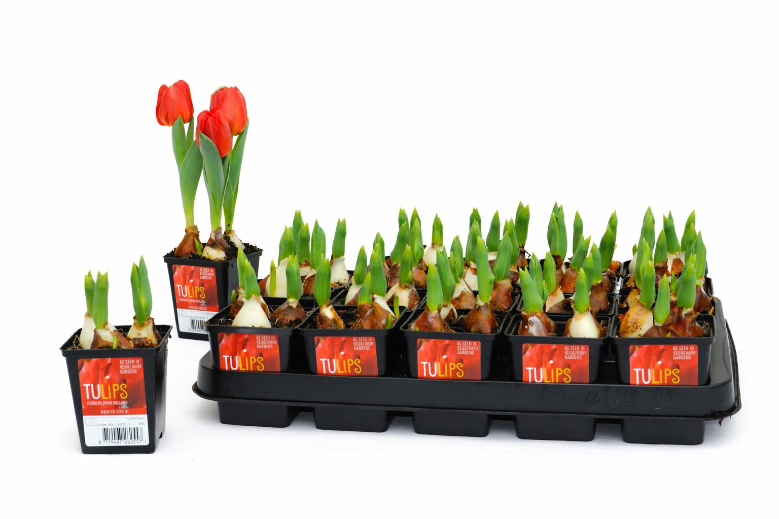 Tulp Red Baby 7 cm, D 7