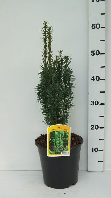 Taxus bacc Fastigiata Cappenberg, D 19