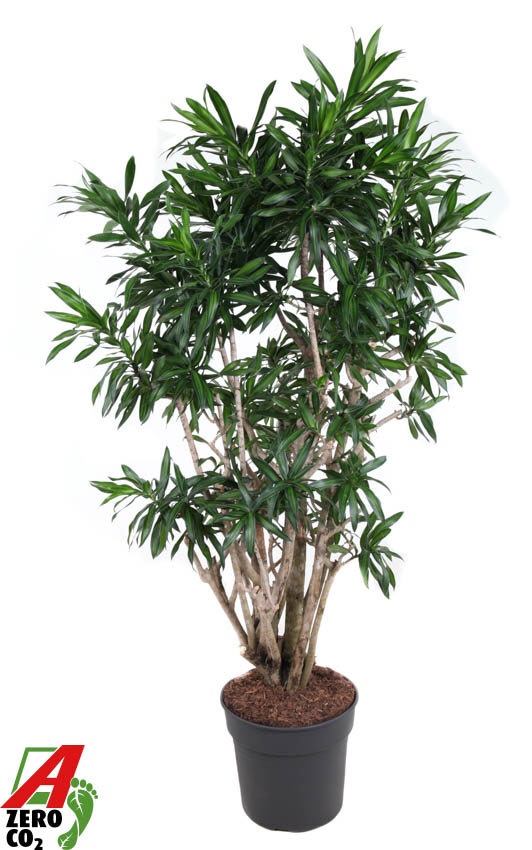 Dracaena Song Of Jamaica vertakt P34, D 34