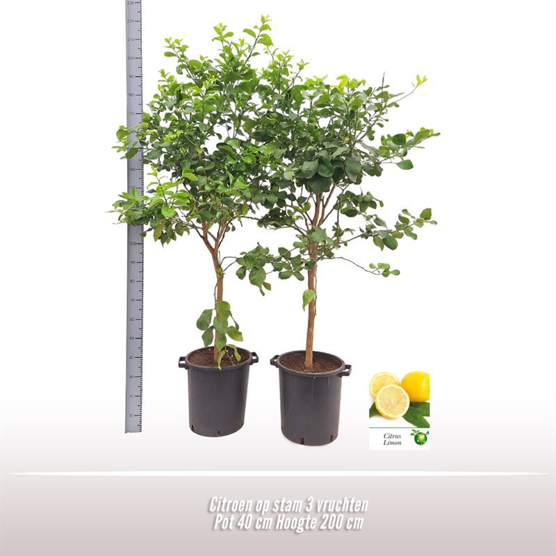 Citroen op stam, D 40