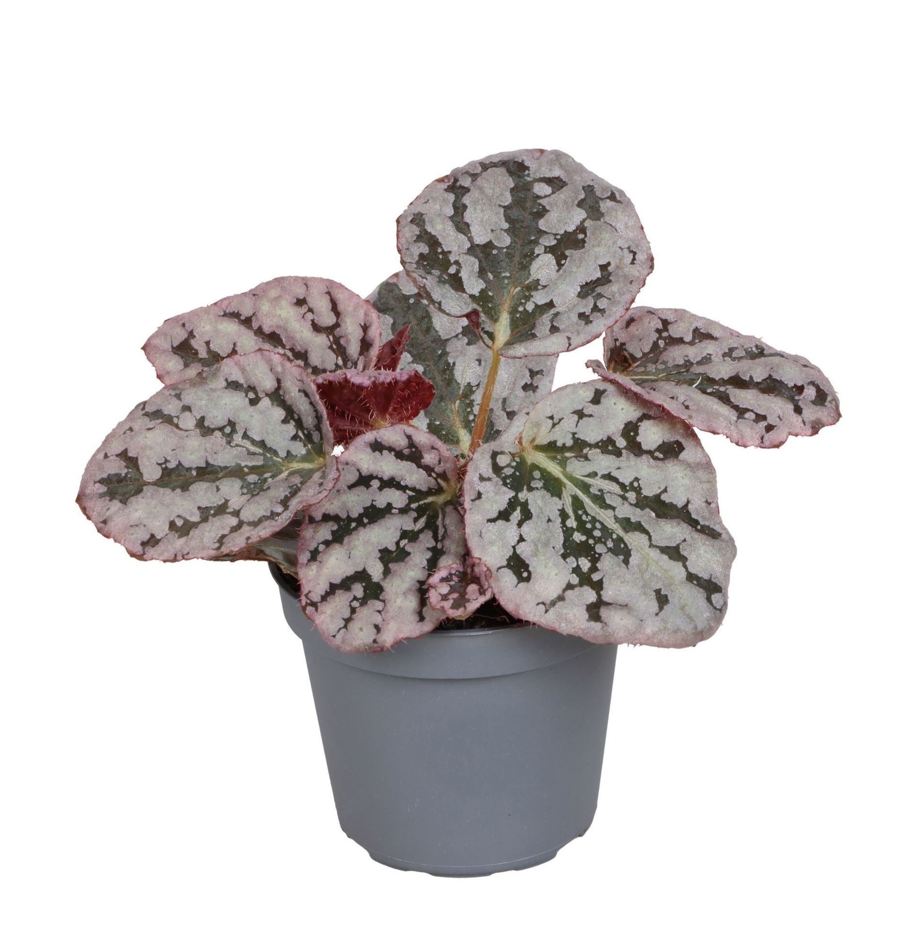 Begonia Rex Spirit of Bali 6 cm, D 6