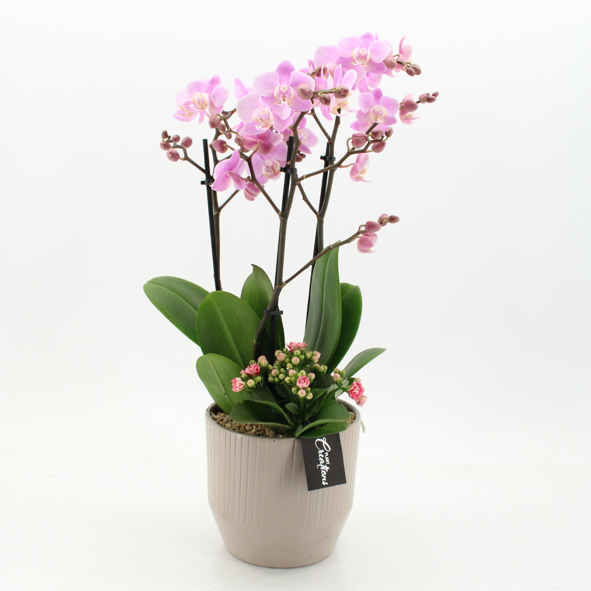 PHAL-2662RZ Phalaenopsis creatie, D 16