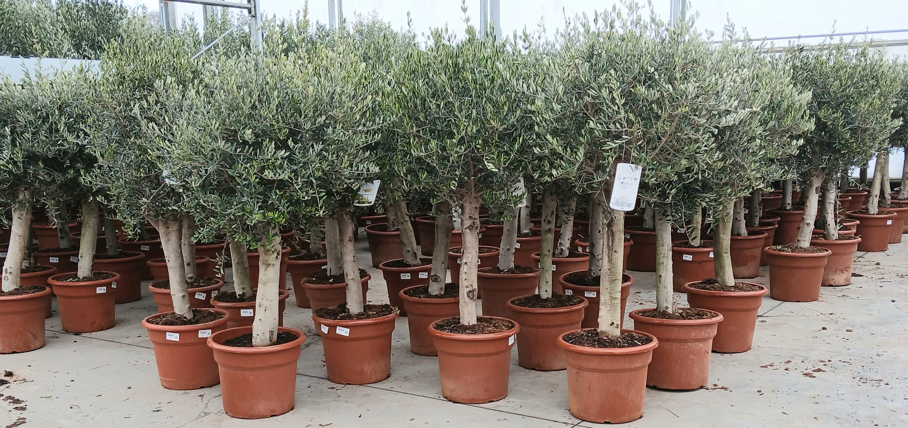 olea europaea, D 40