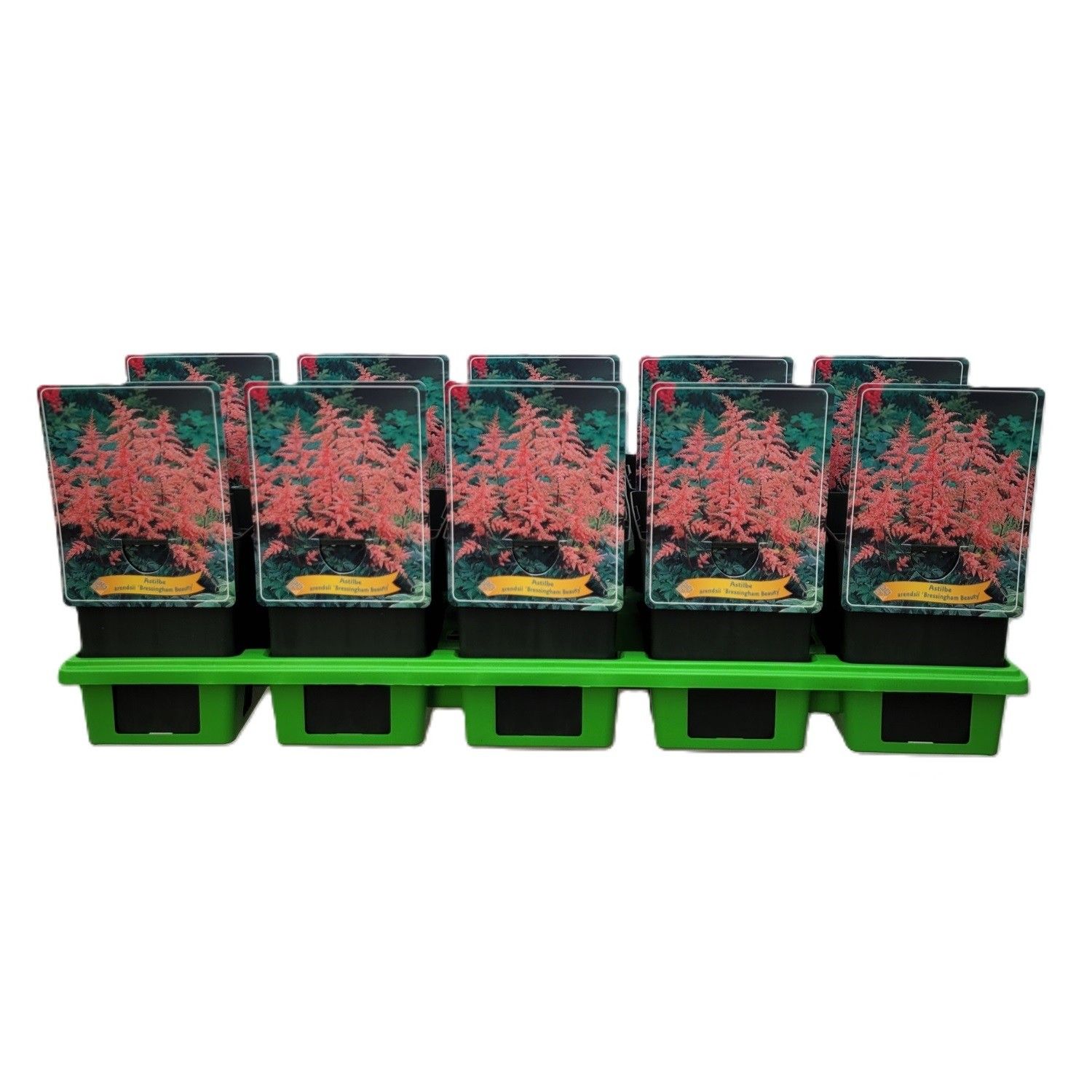 Astilbe 'Bressingham Beauty' P11, D 11